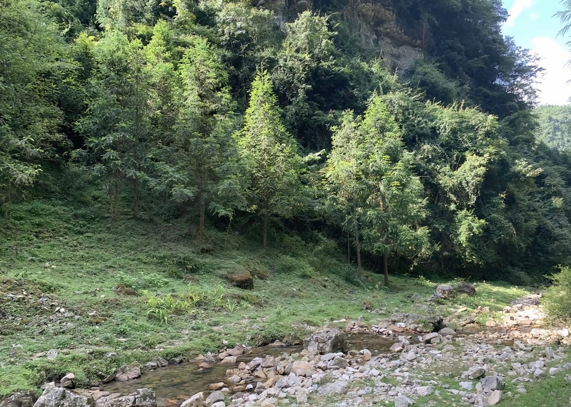 福宝国家森林公园旅行图片 3