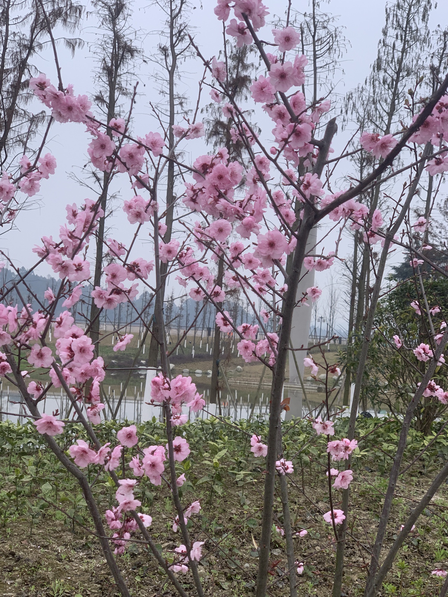 唤鱼公园旅行图片 2