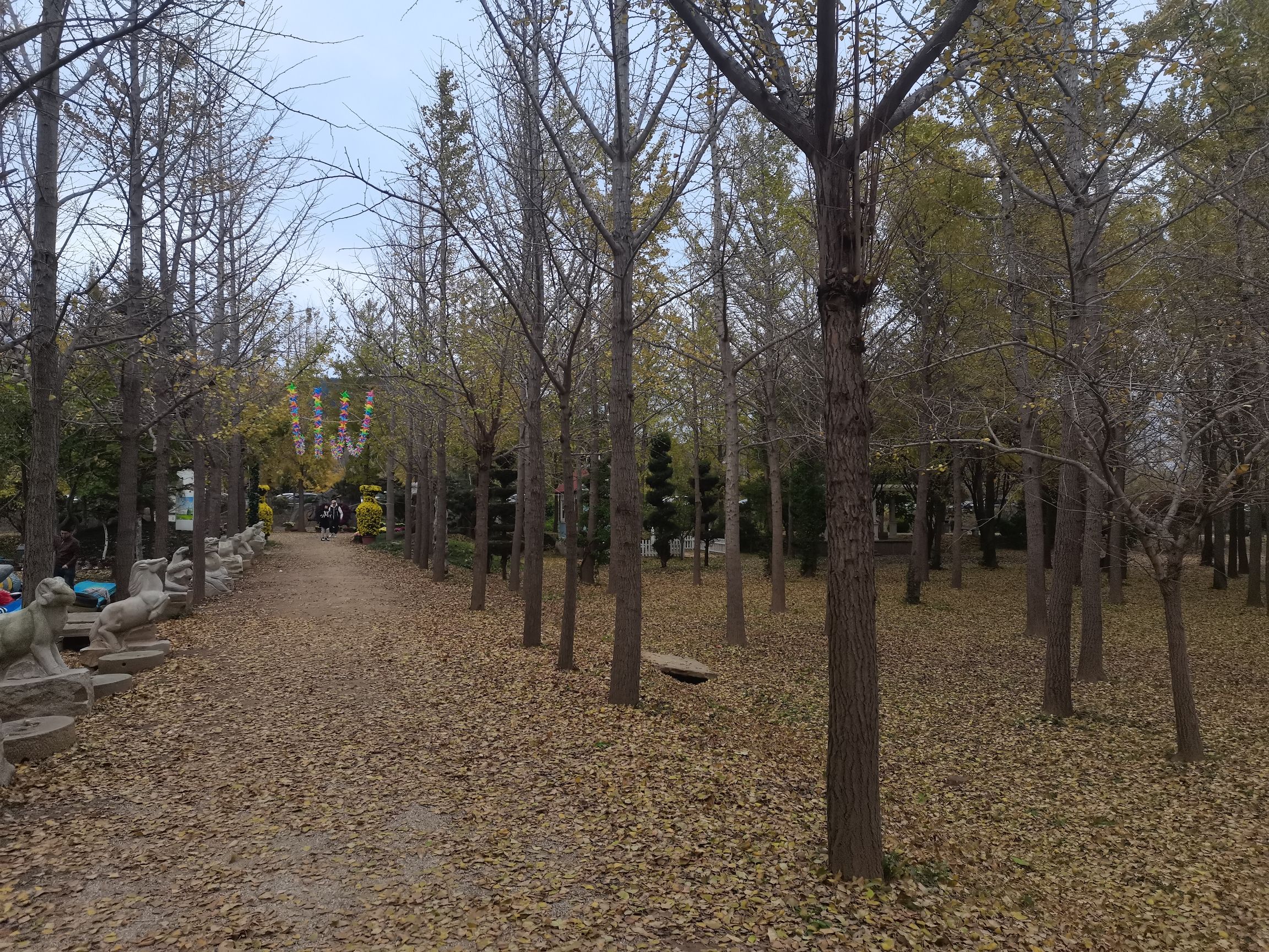 福山东厅银杏林旅行图片 3