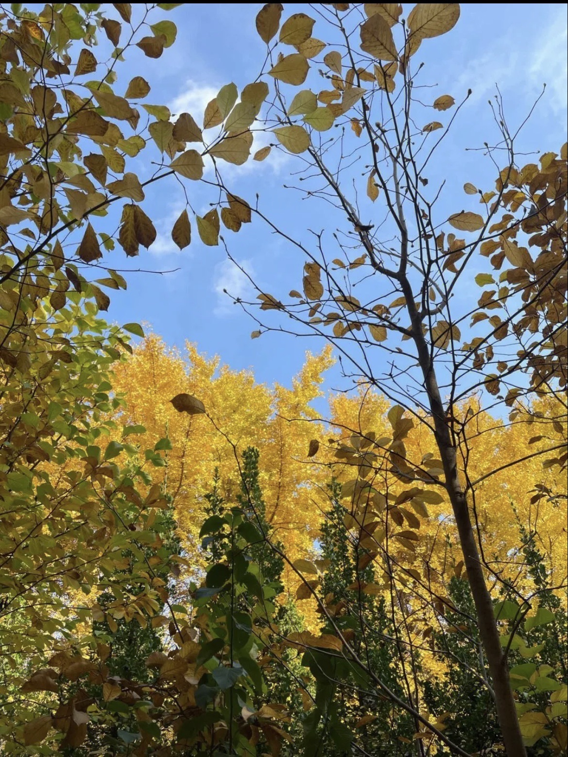 福山东厅银杏林旅行图片 1