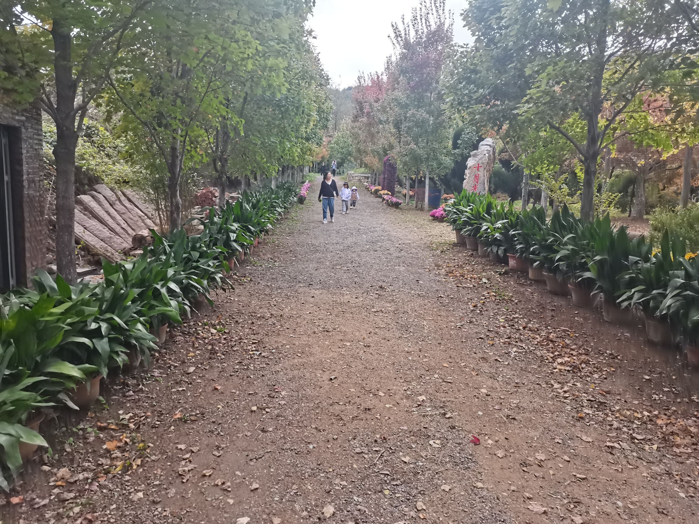 福山东厅银杏林旅行图片 2