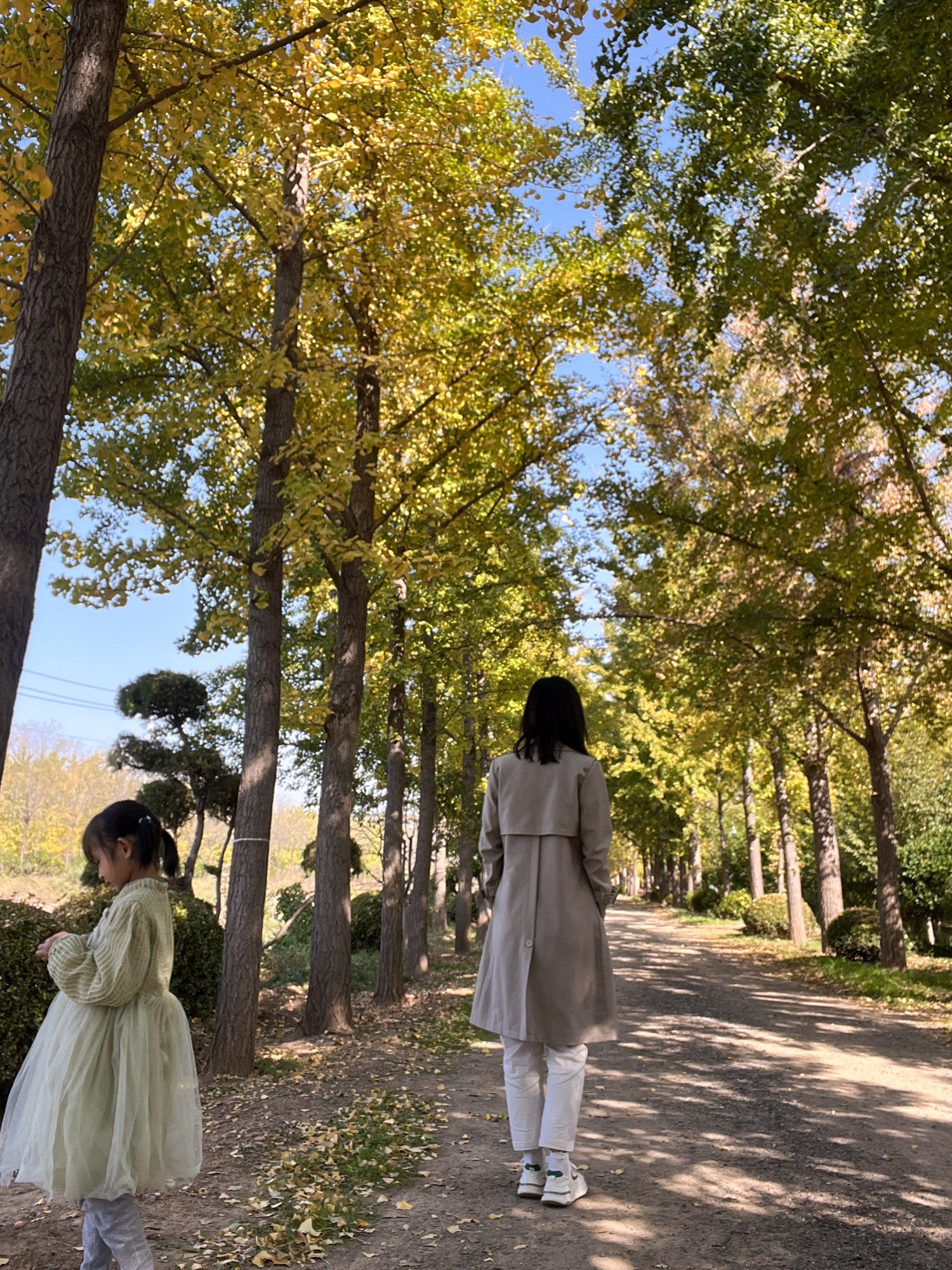 福山东厅银杏林旅行图片 2