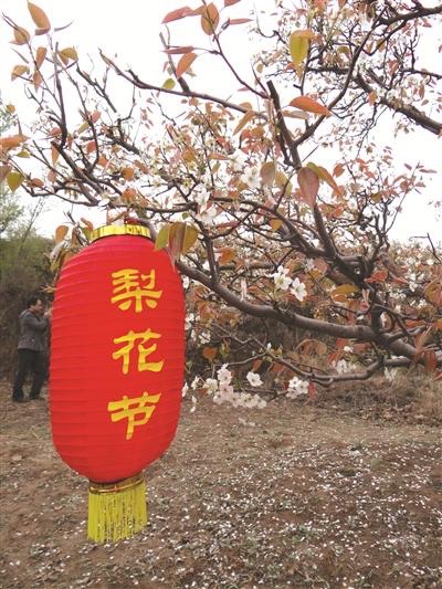 肃宁万里镇尹家庄百年梨园旅行图片 2