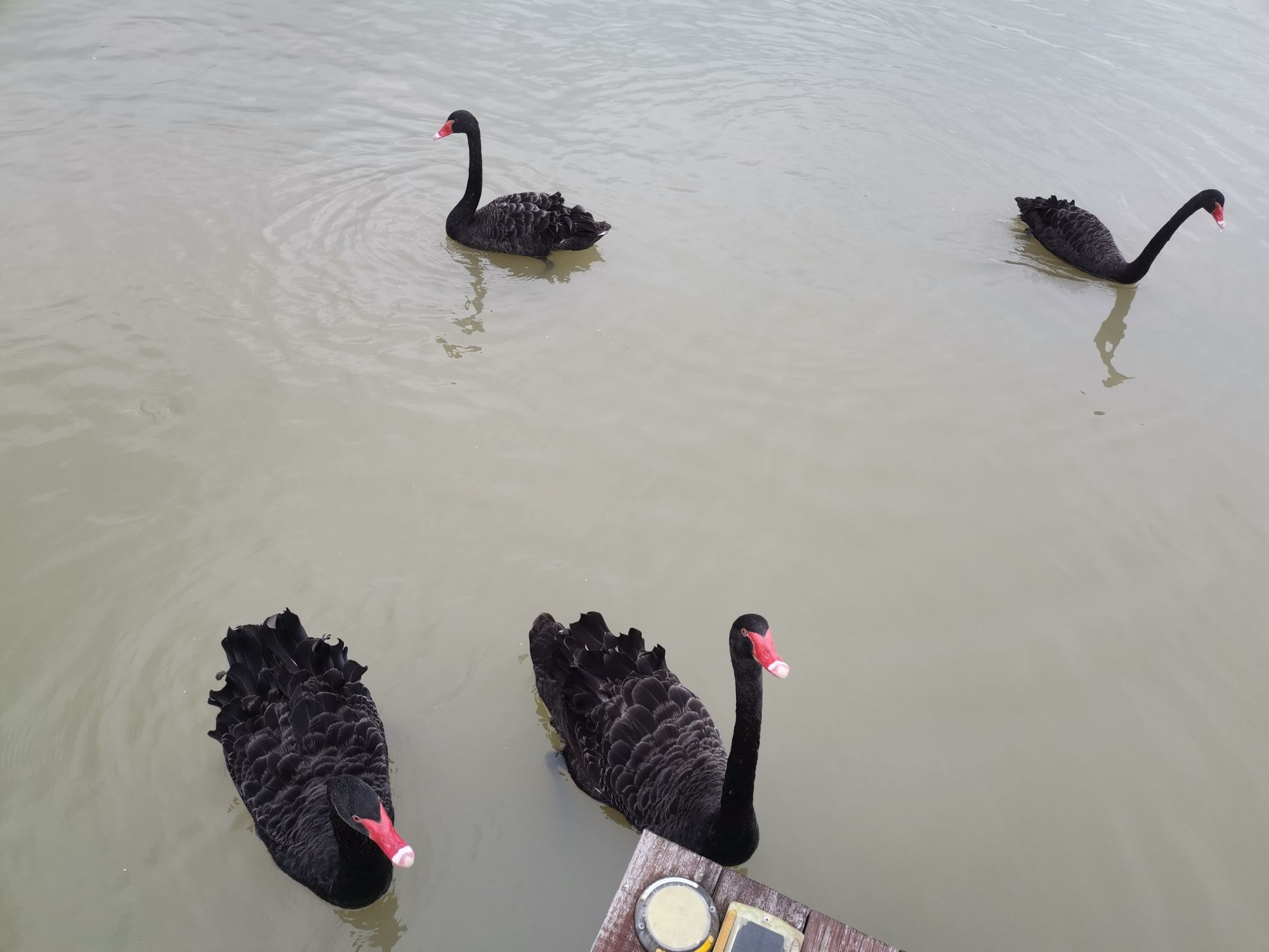阳陂湖旅行图片 1