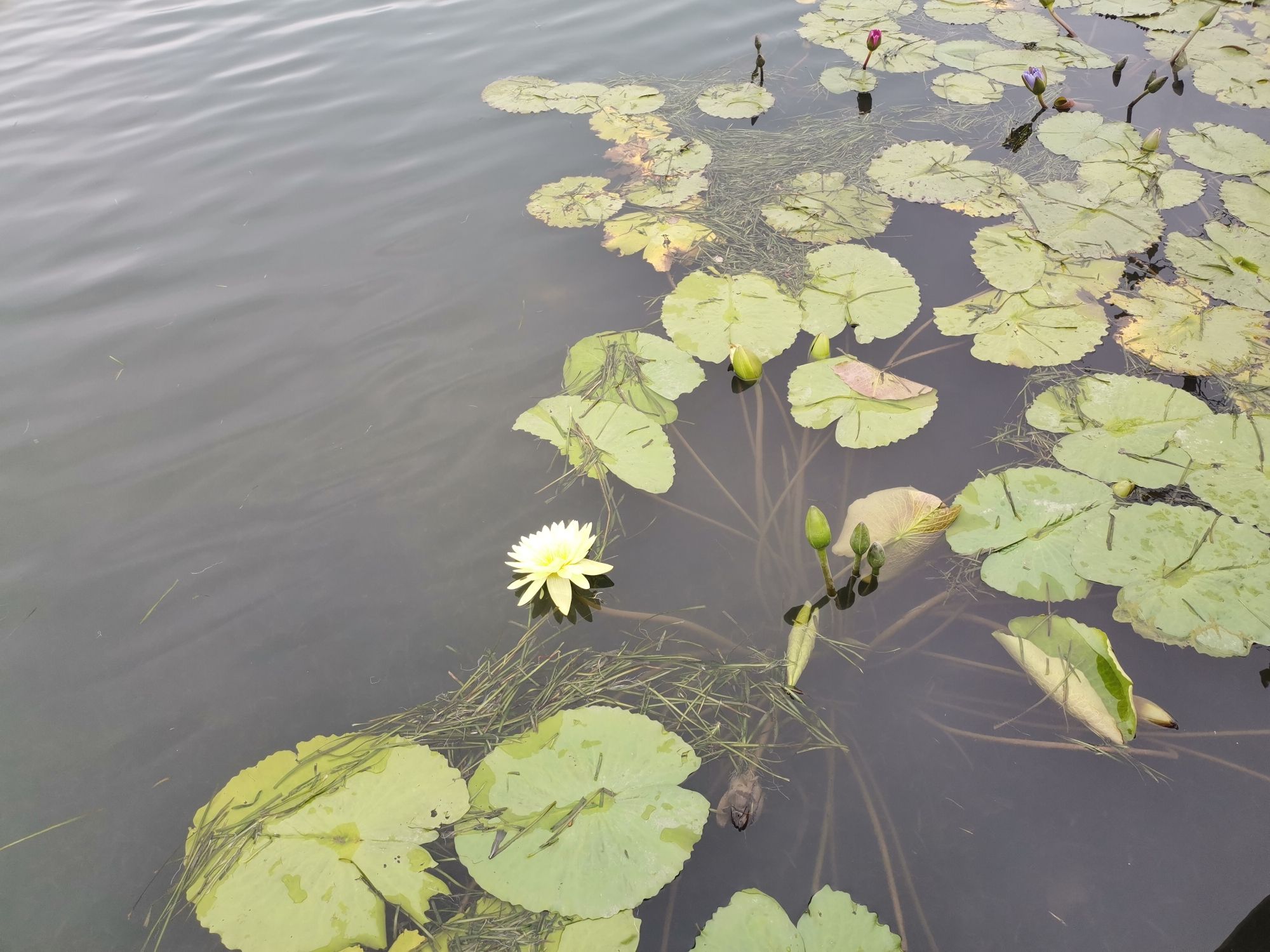 阳陂湖旅行图片 2