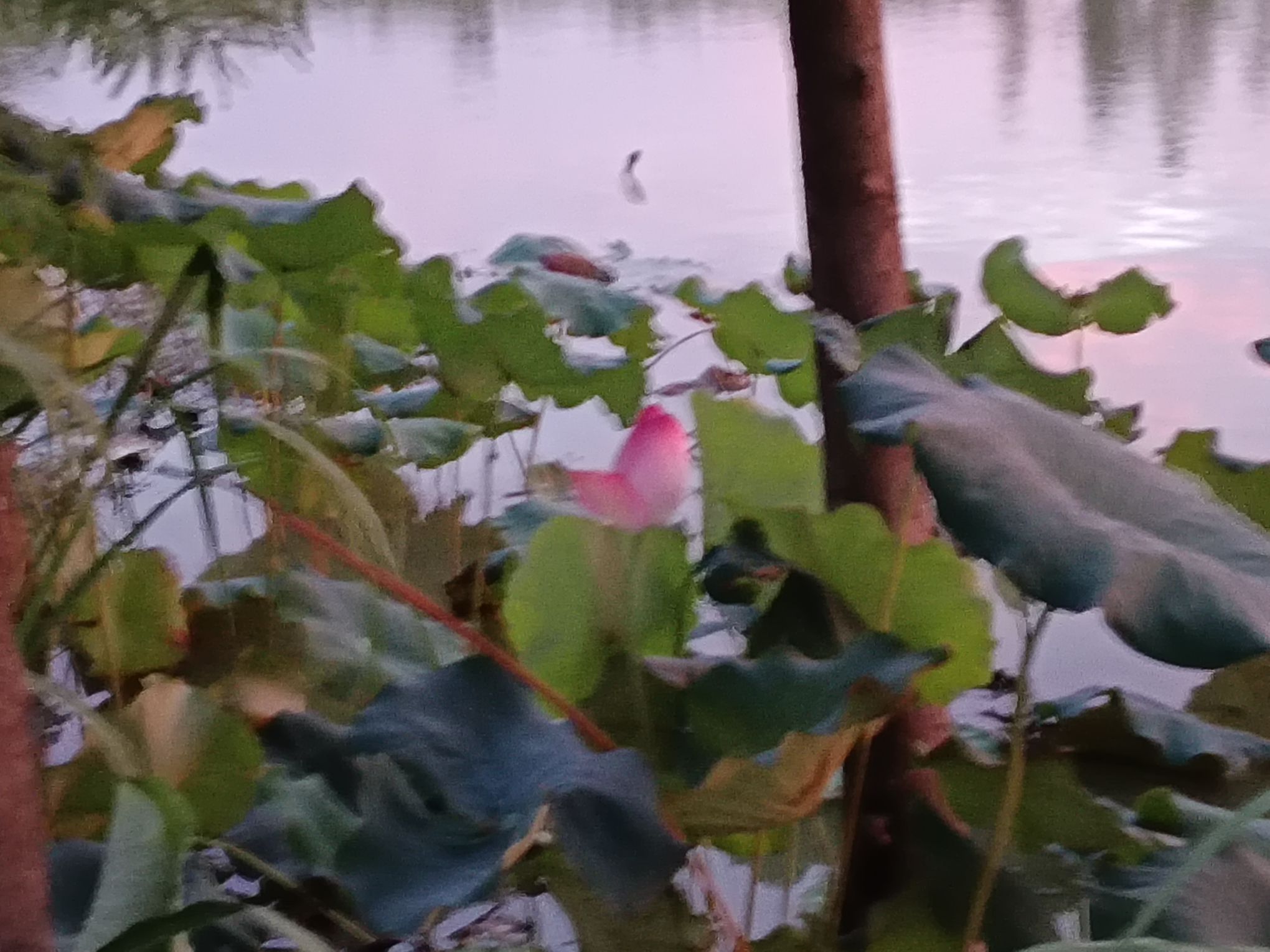 阳陂湖旅行图片 3