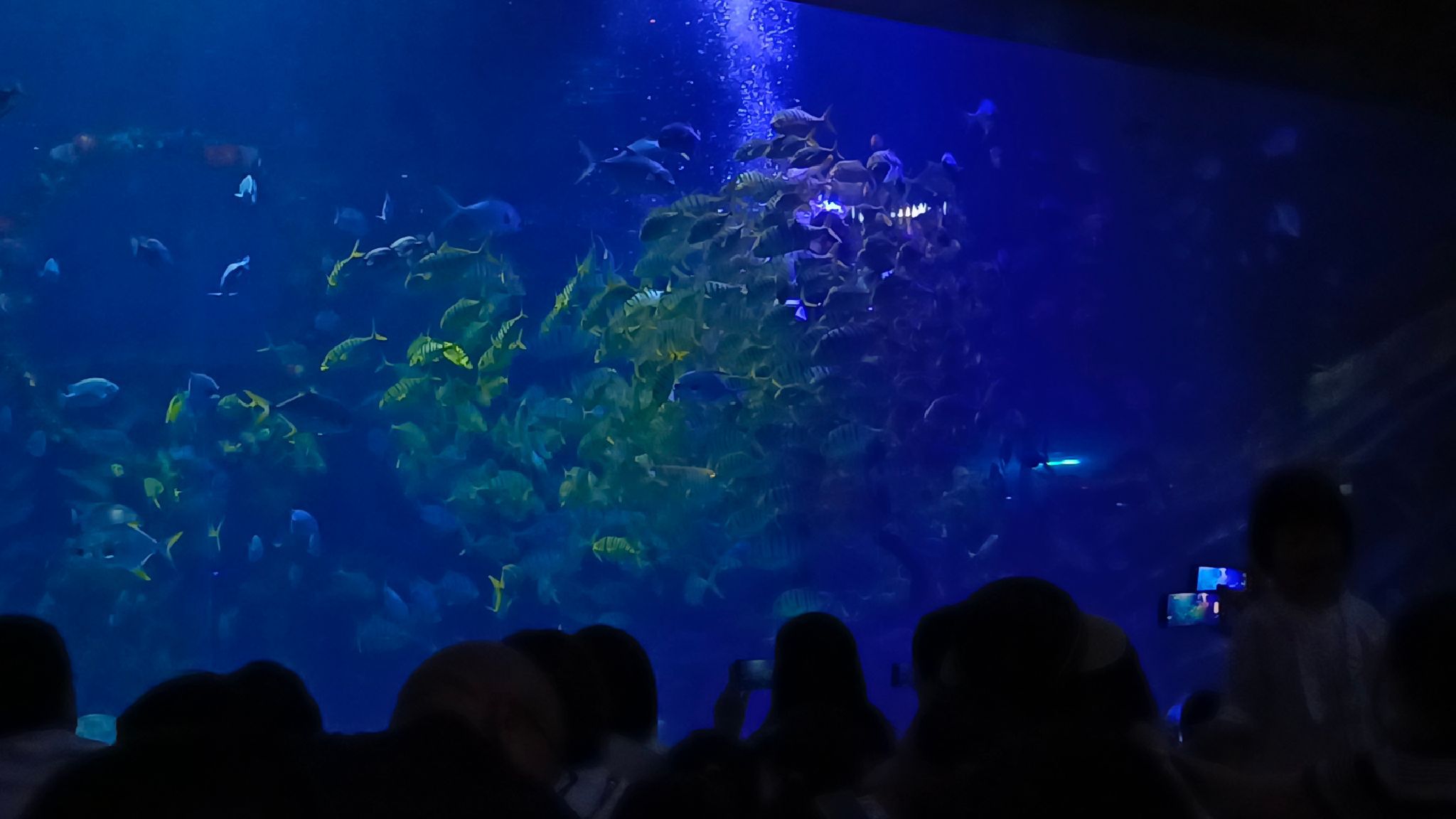 滨州海底世界旅行图片 1