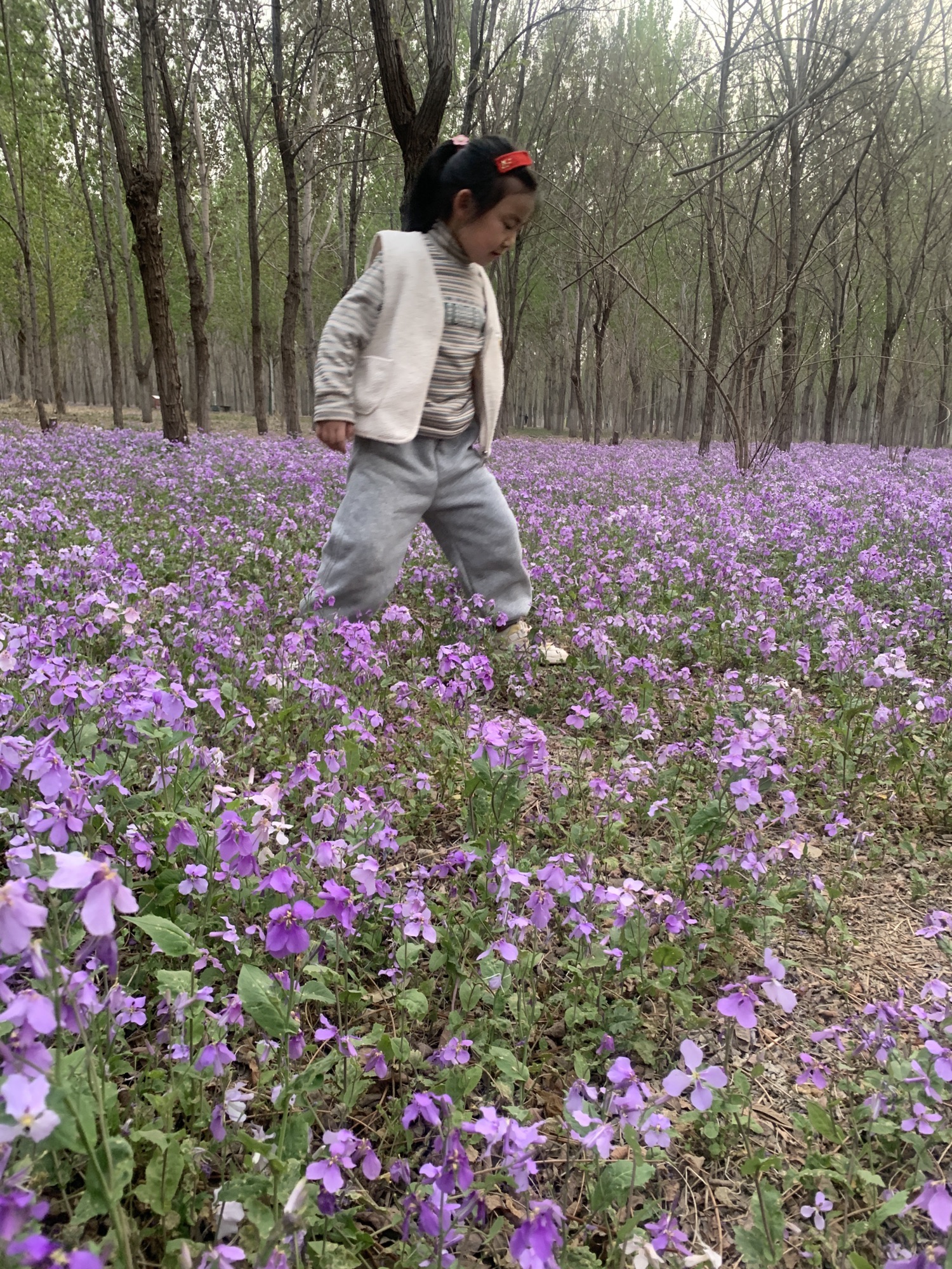 郊野公园旅行图片 1