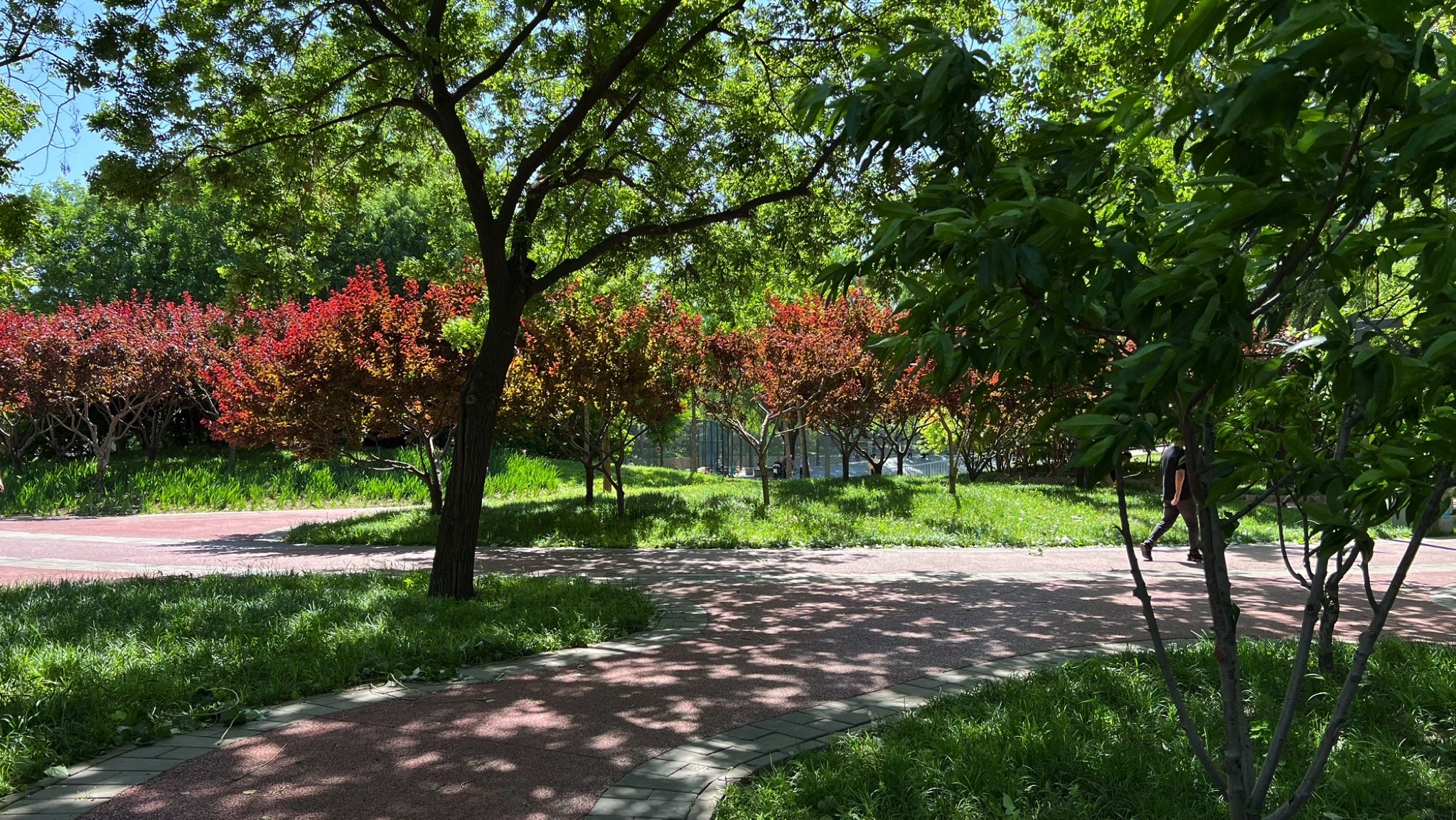 蓝靛厂公园旅行图片 1