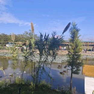 四会桔子景区旅行图片 2