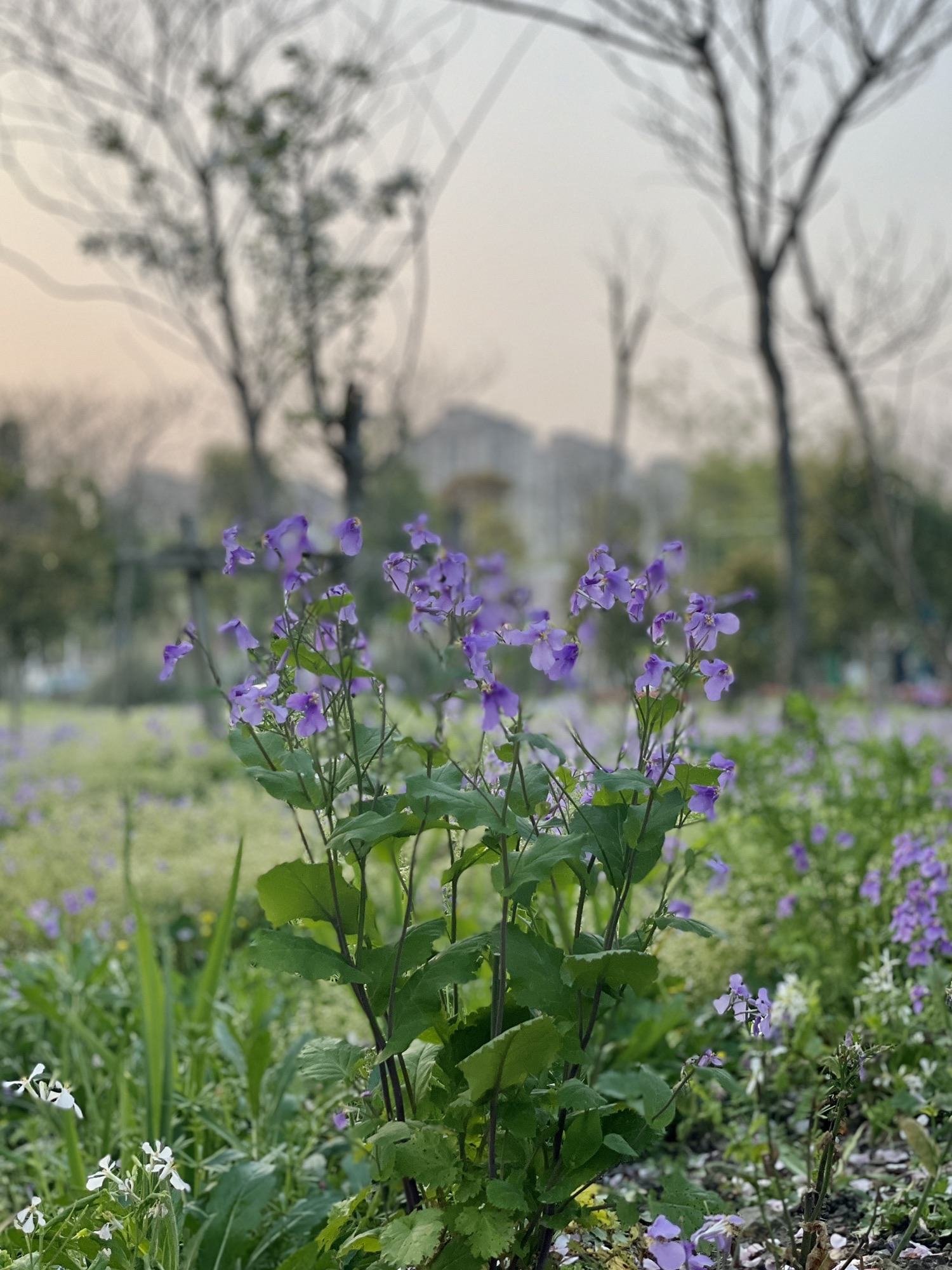 泗滨绿地旅行图片 3