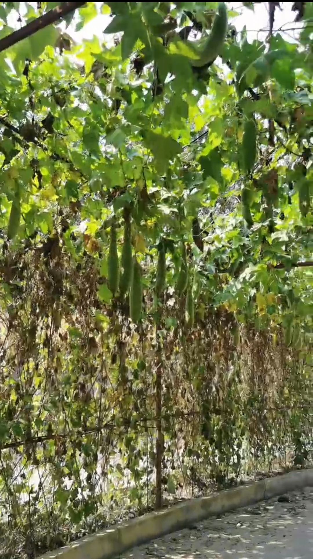 十里荷香旅行图片 3