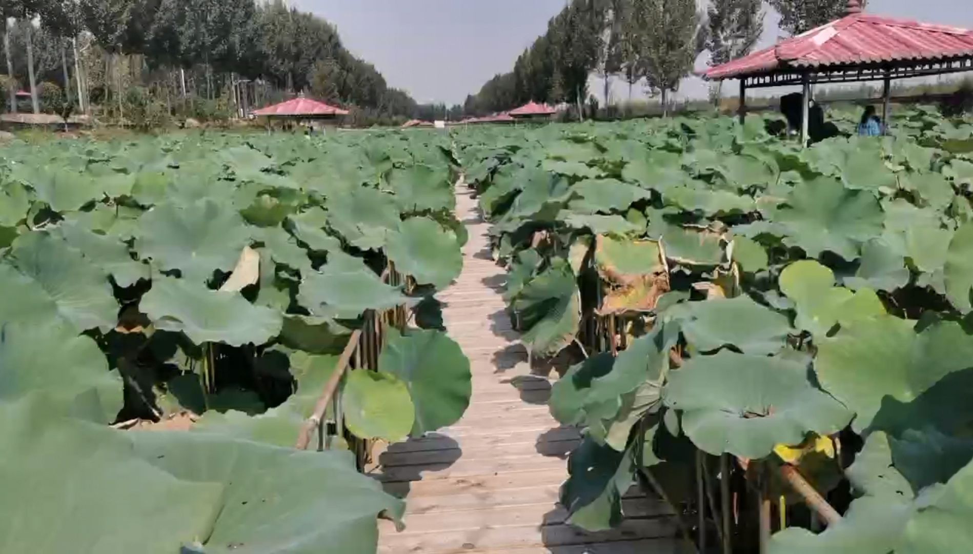十里荷香旅行图片 1