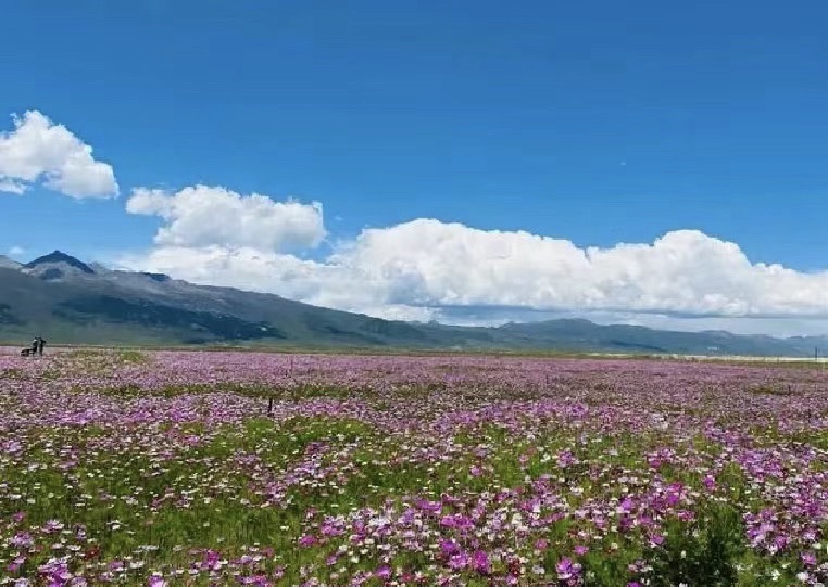 藏巴拉花海景区