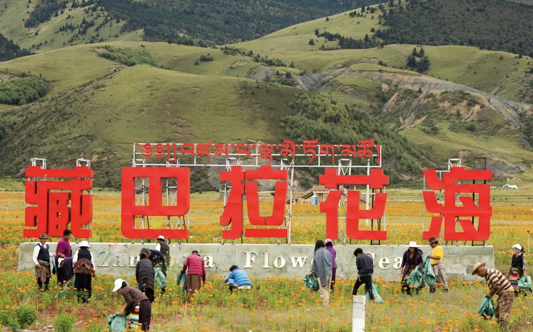 藏巴拉花海景区旅行图片 2