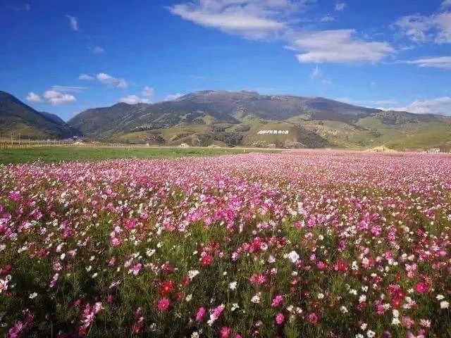 藏巴拉花海景区旅行图片 1