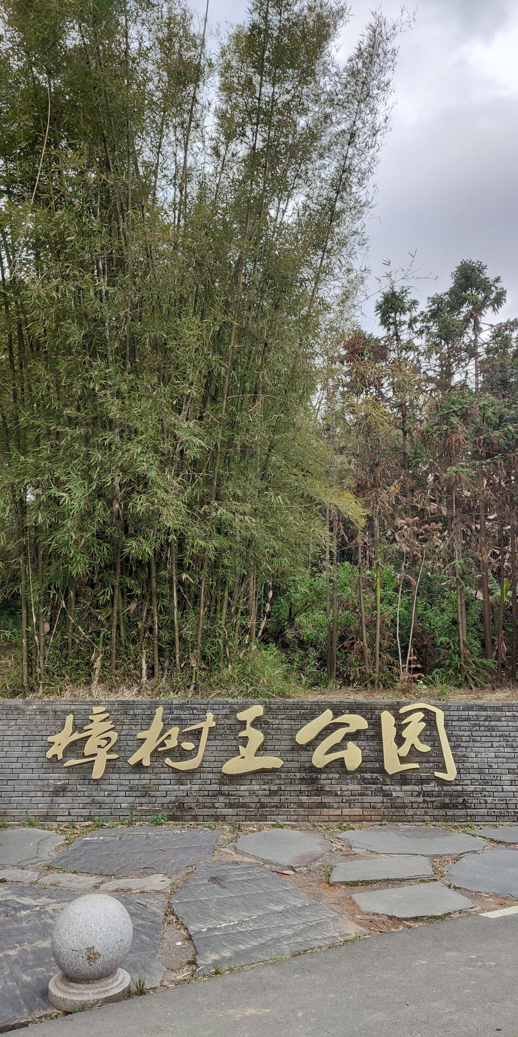 樟树王公园旅行图片 1
