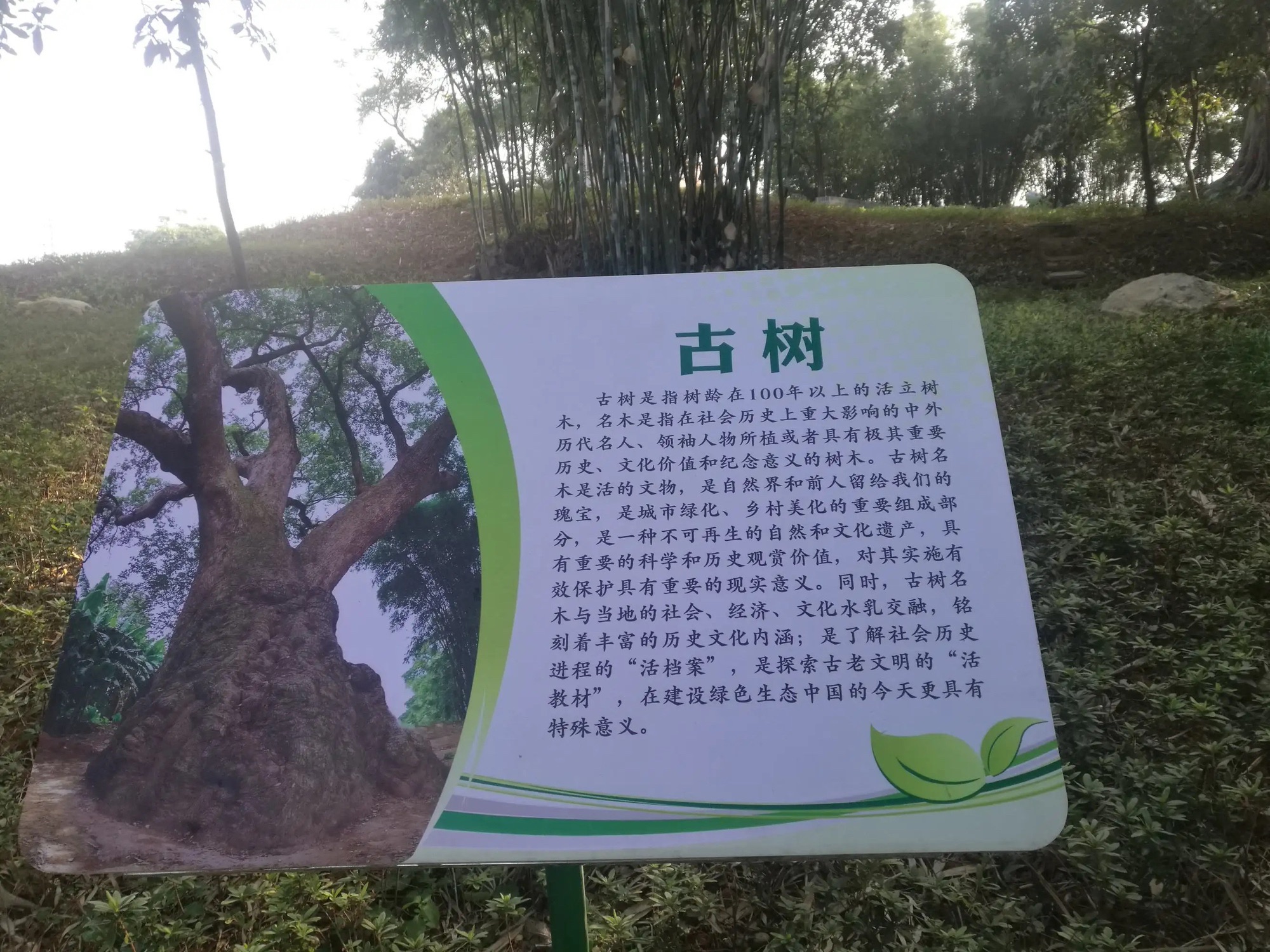樟树王公园旅行图片 1