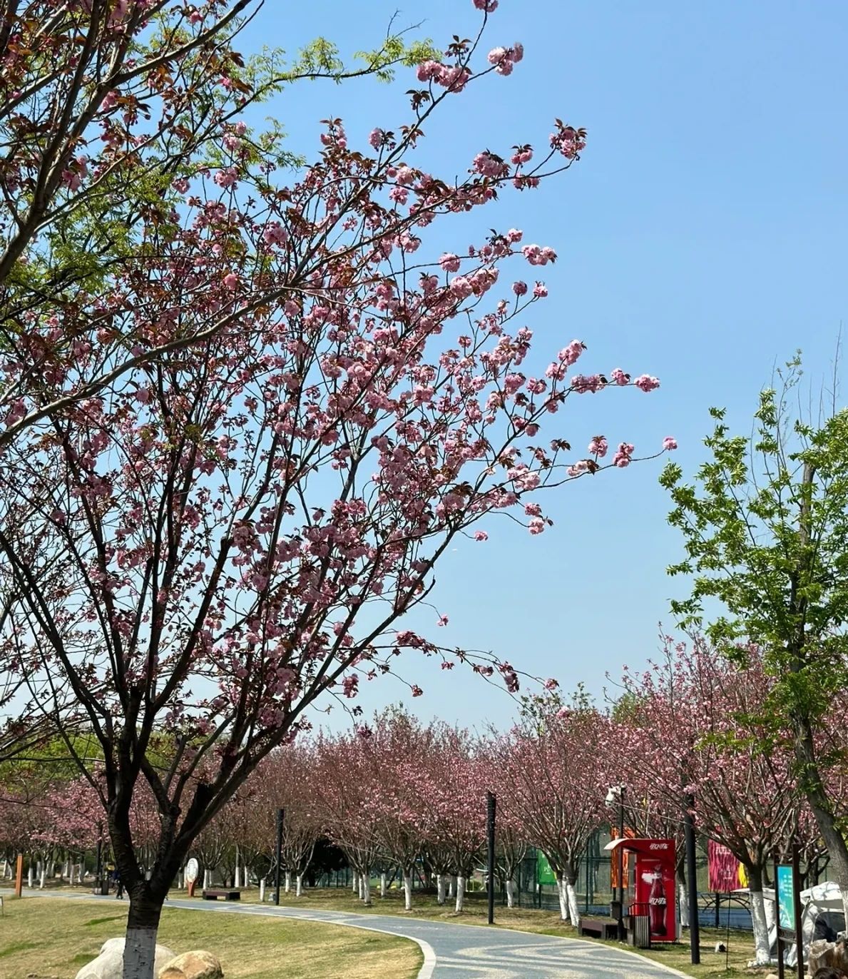 宁津新河公园旅行图片 1