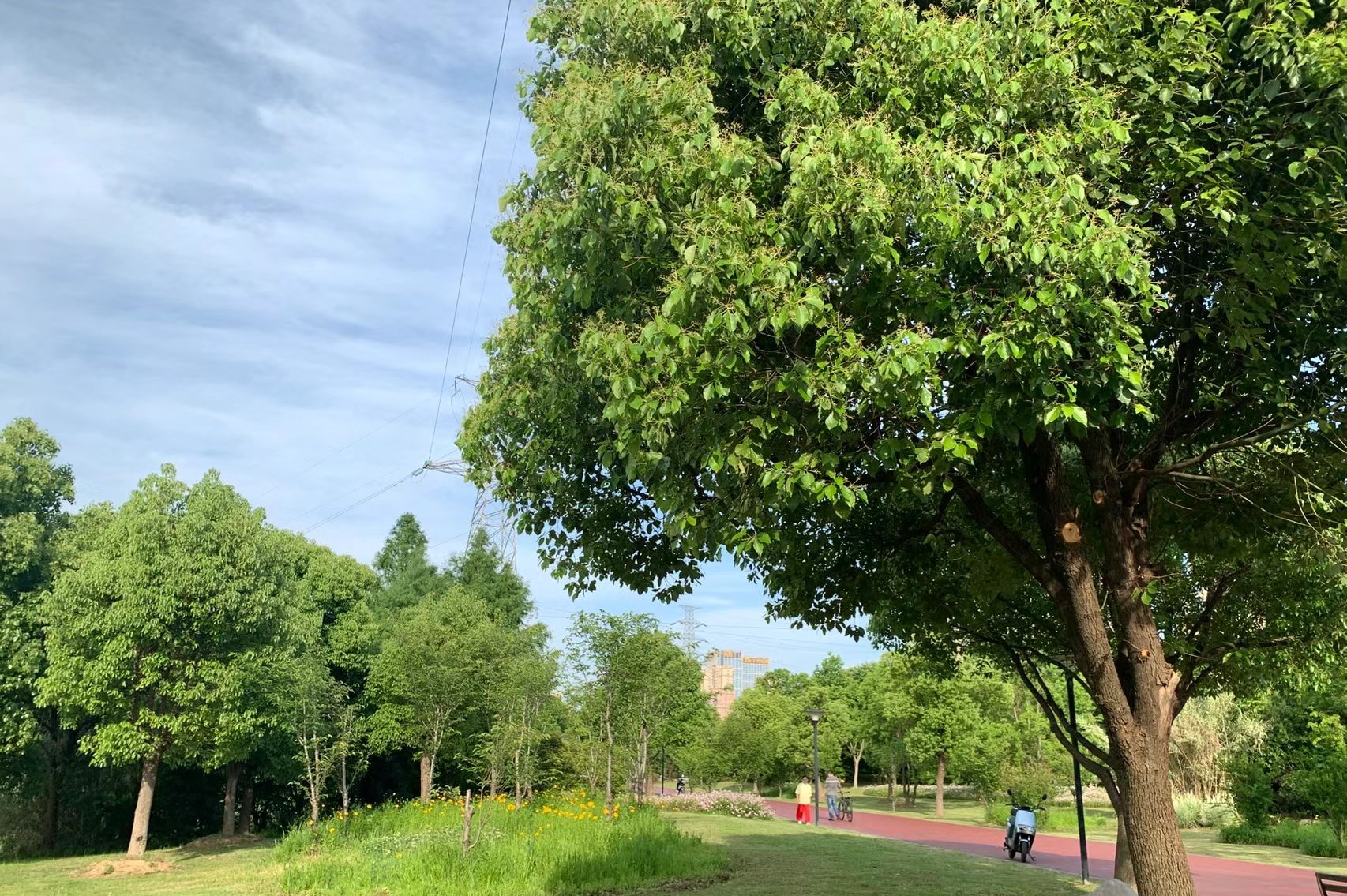 宁津新河公园旅行图片 3