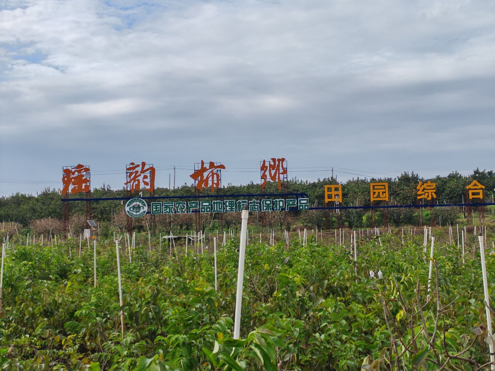 中国柿子博览园旅行图片 3