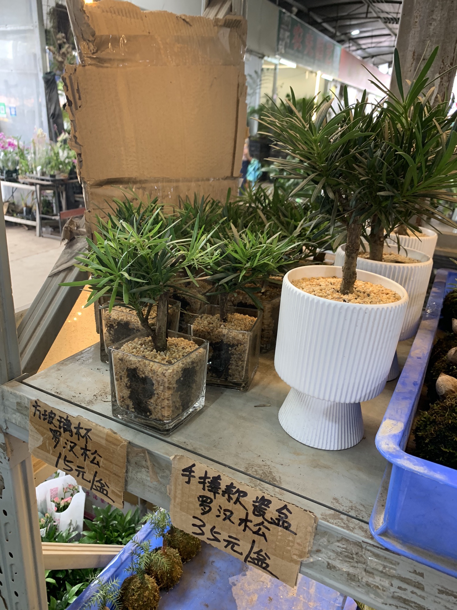 广州市岭南花卉市场A区