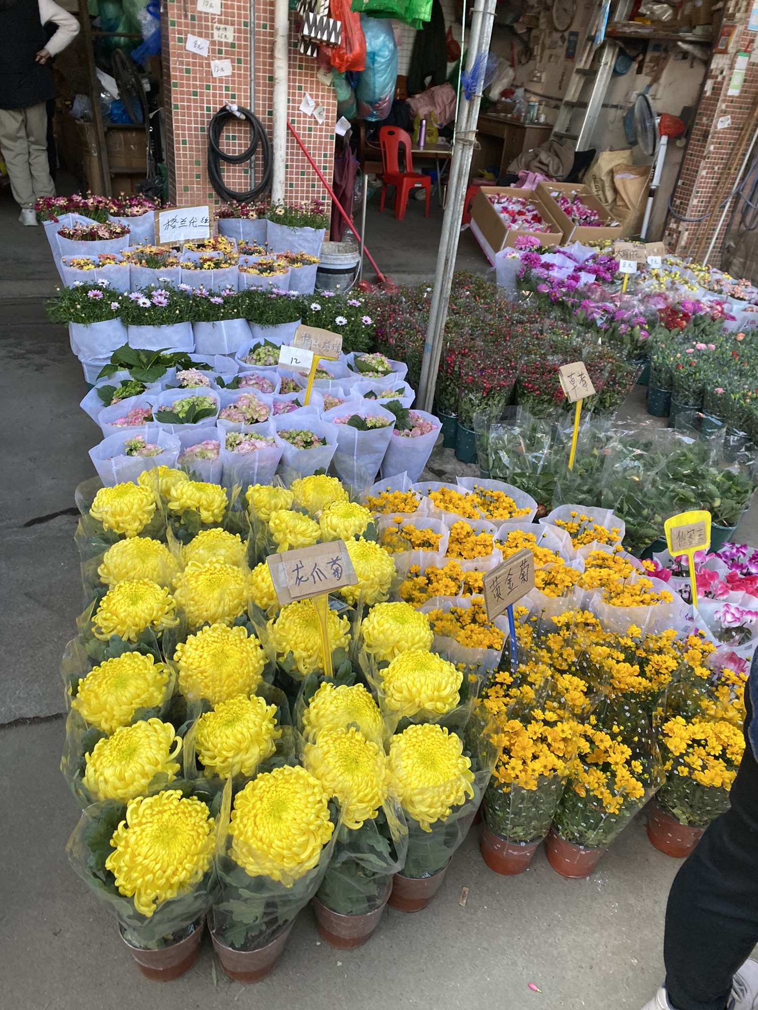 广州市岭南花卉市场A区