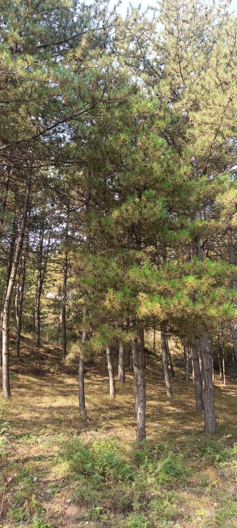 李占窑国家登山步道旅行图片 1