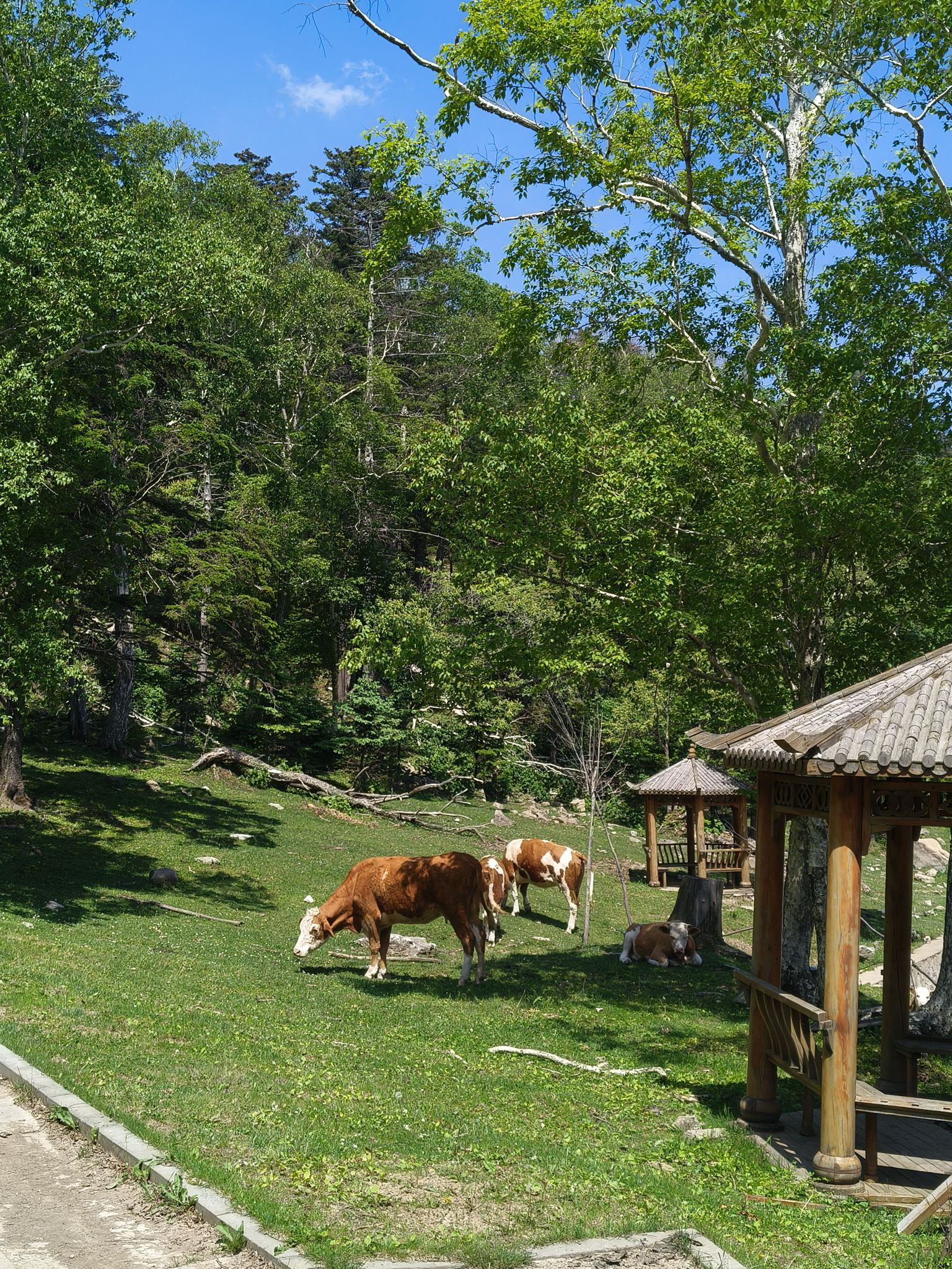 老秃顶草原景区(暂停开放)旅行图片 2
