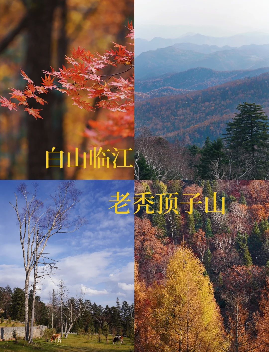 老秃顶草原景区(暂停开放)旅行图片 1