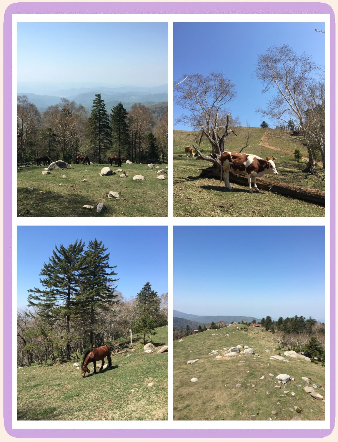 老秃顶草原景区(暂停开放)旅行图片 3