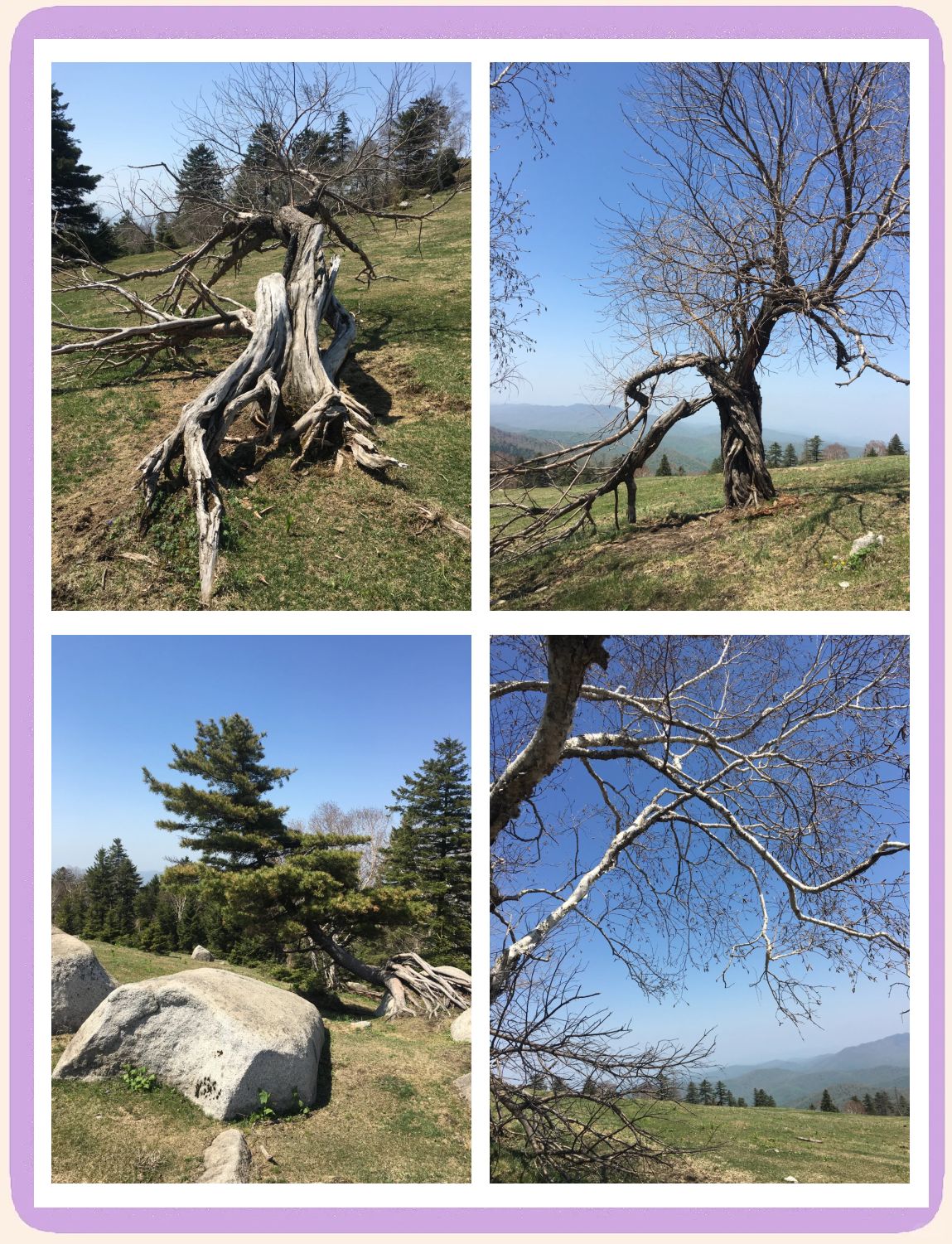 老秃顶草原景区(暂停开放)旅行图片 2