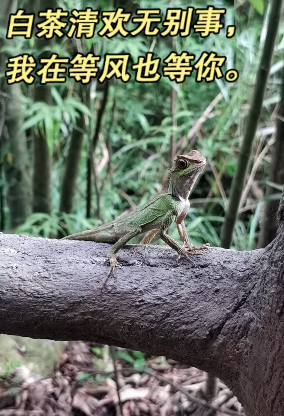 嶅山溪谷生态旅游区旅行图片 1