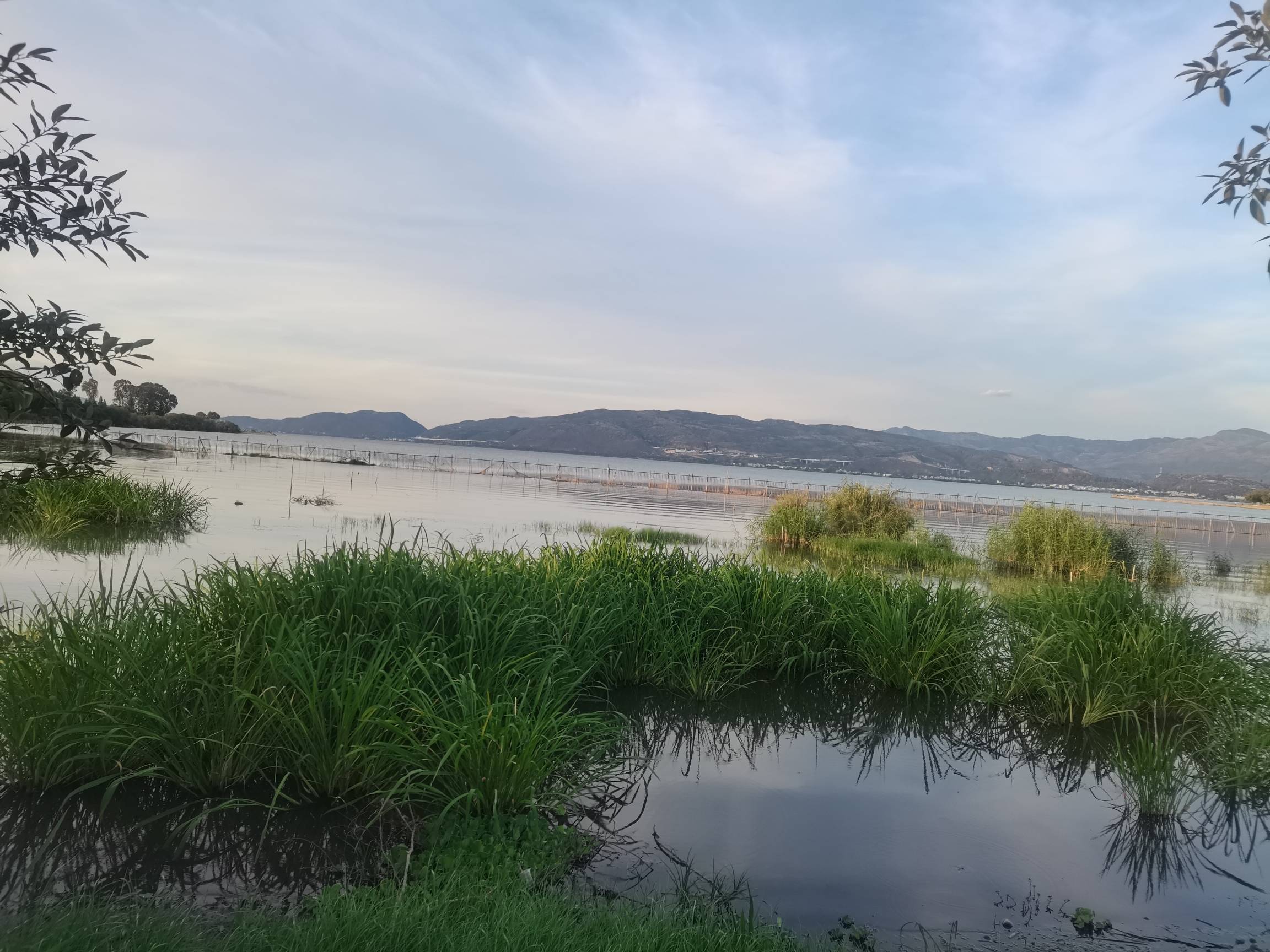 江川粉黛乱子草花海