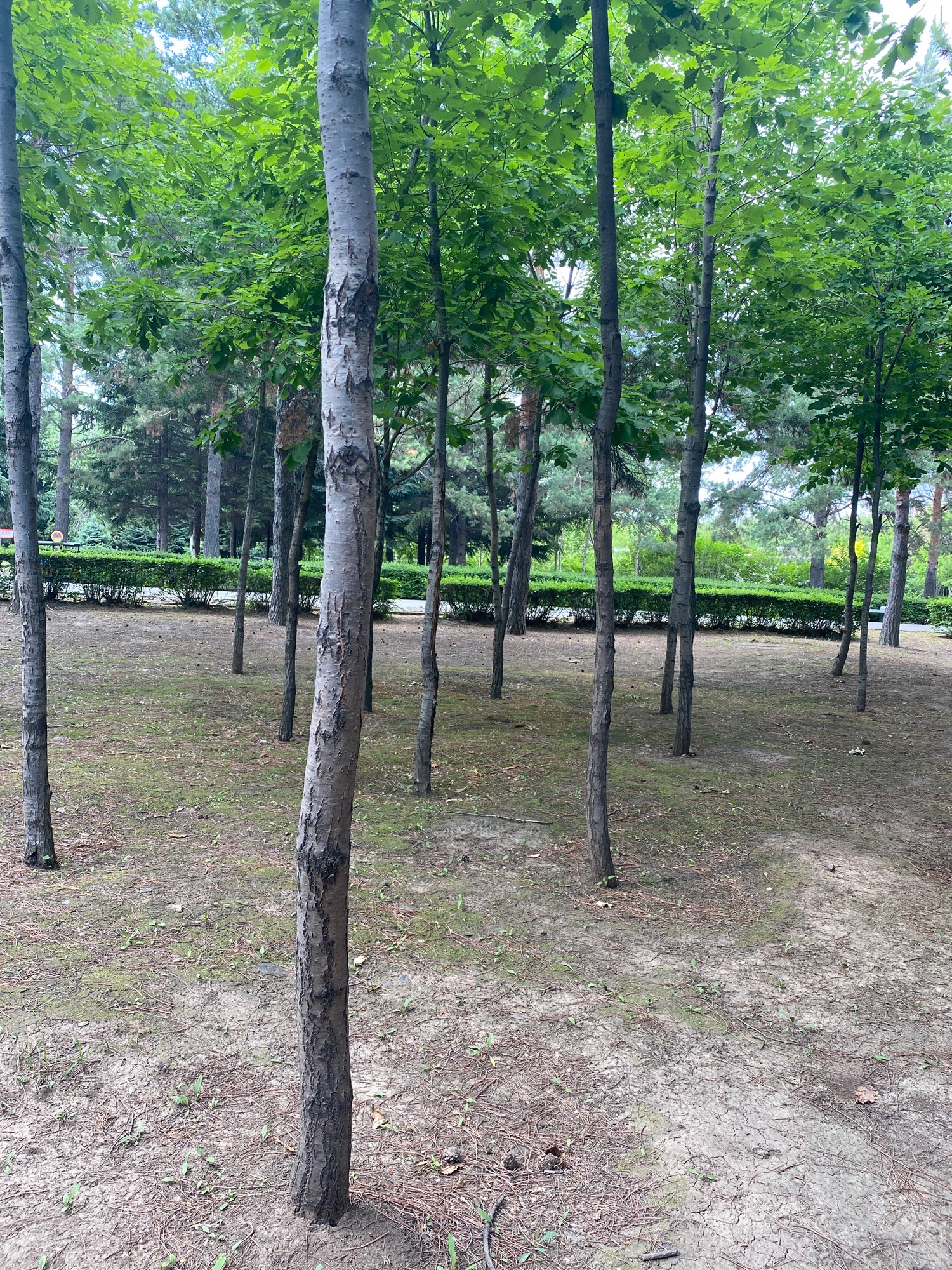 香林园旅行图片 1