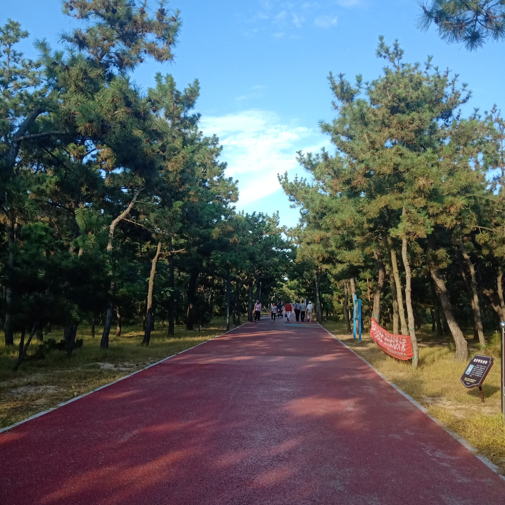 万亩松林旅行图片 1
