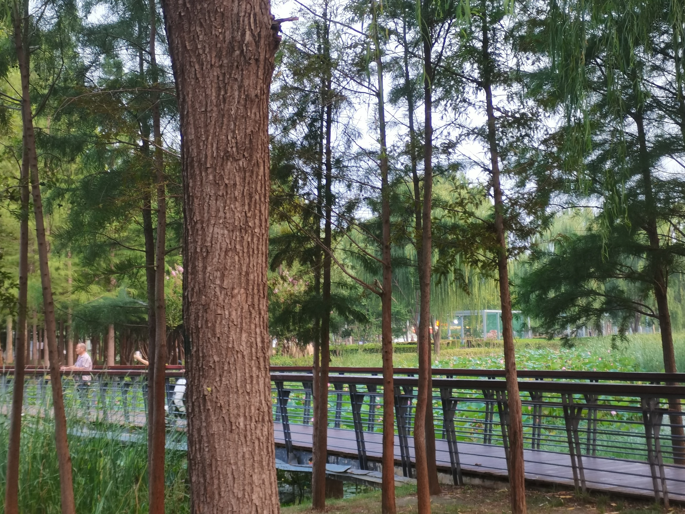 郑州龙湖湿地公园旅行图片 1