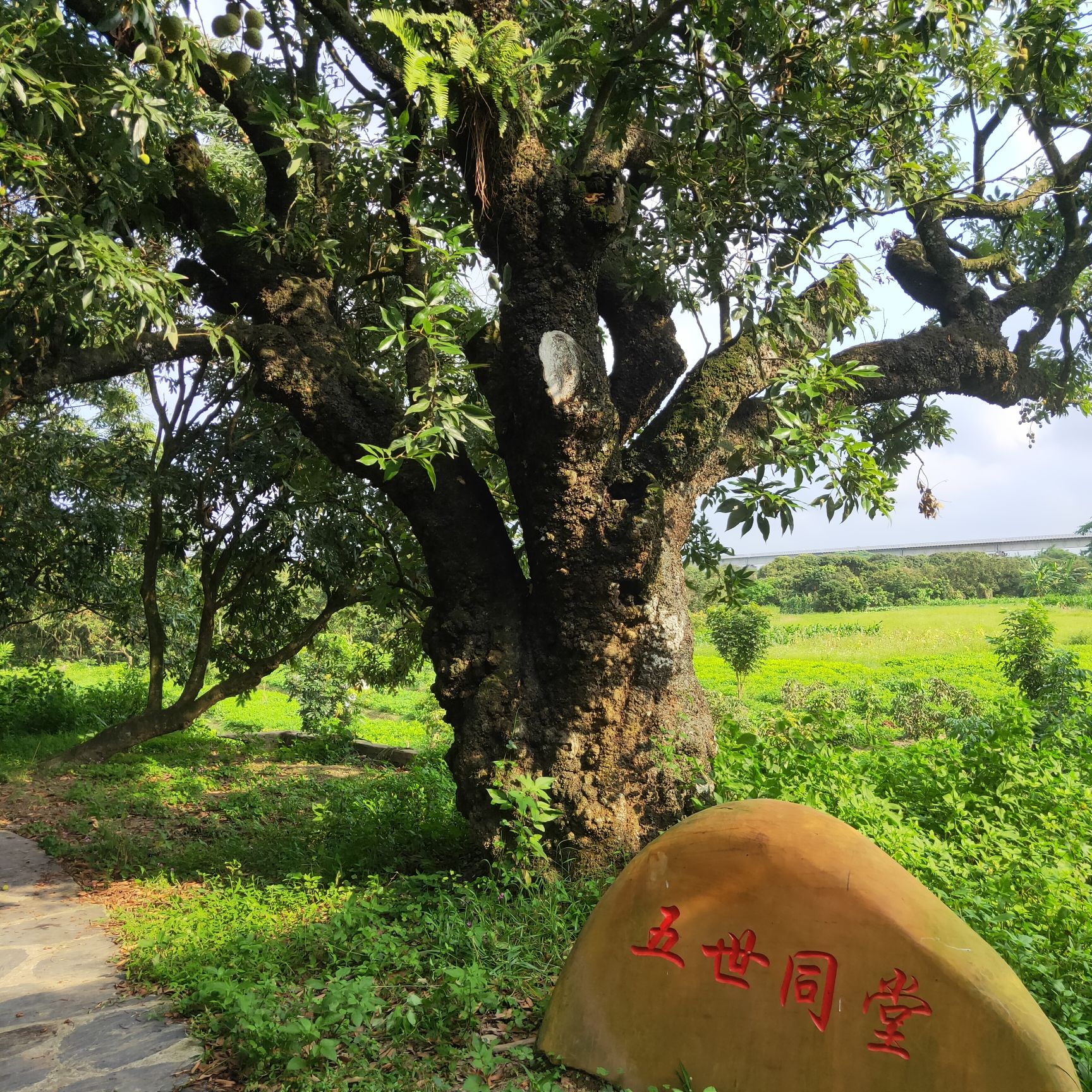 禄段贡园旅行图片 3