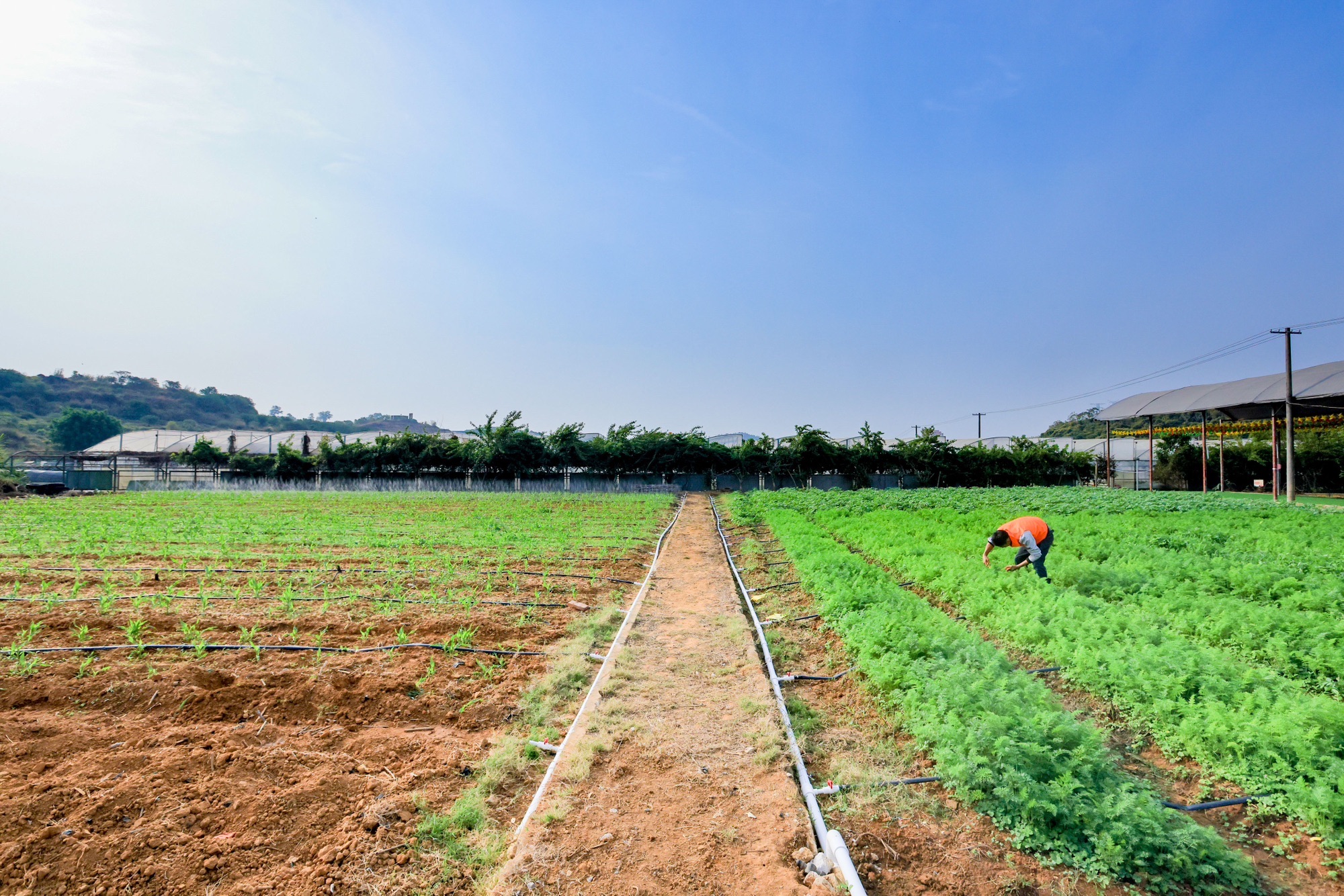 种菜吧.菜博士农场采摘园