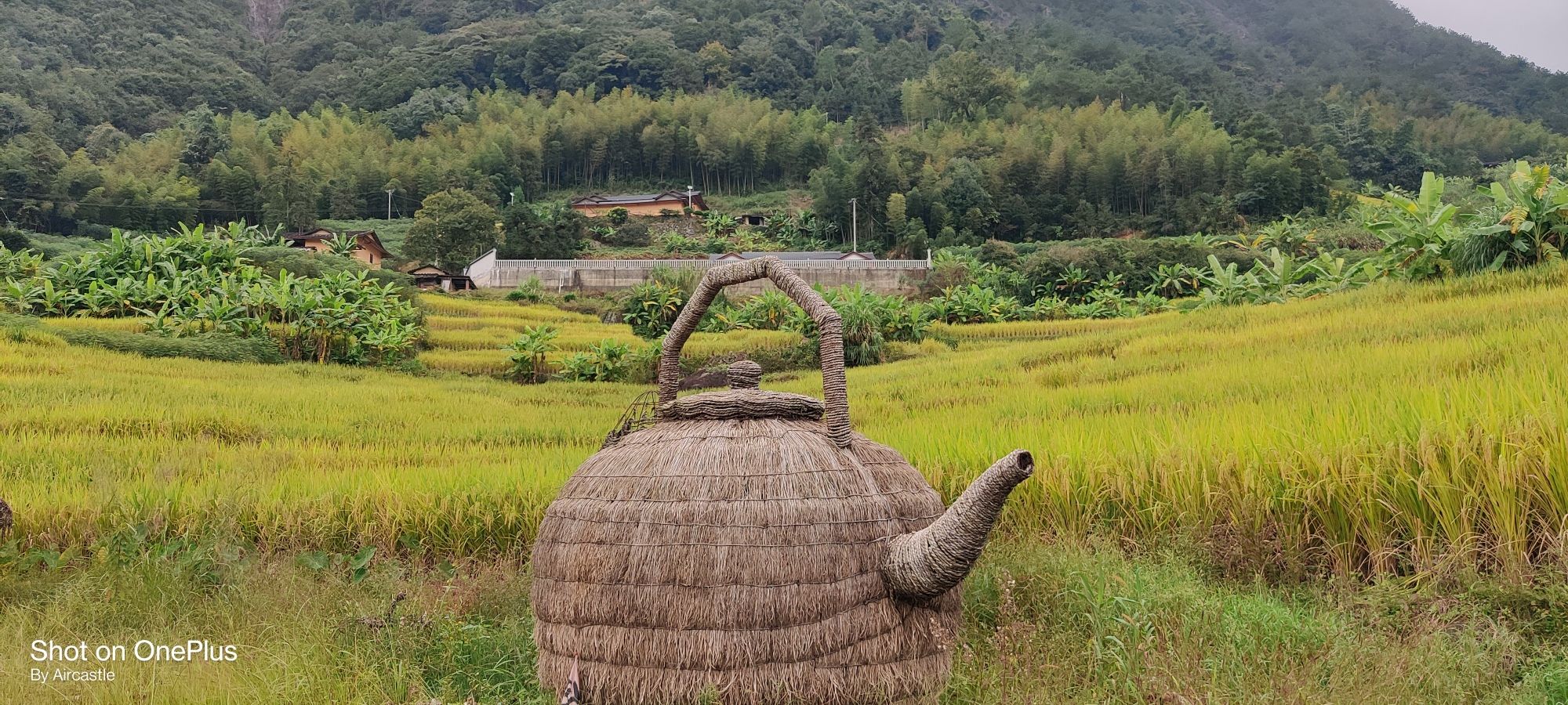 石井千亩梯田旅行图片 3