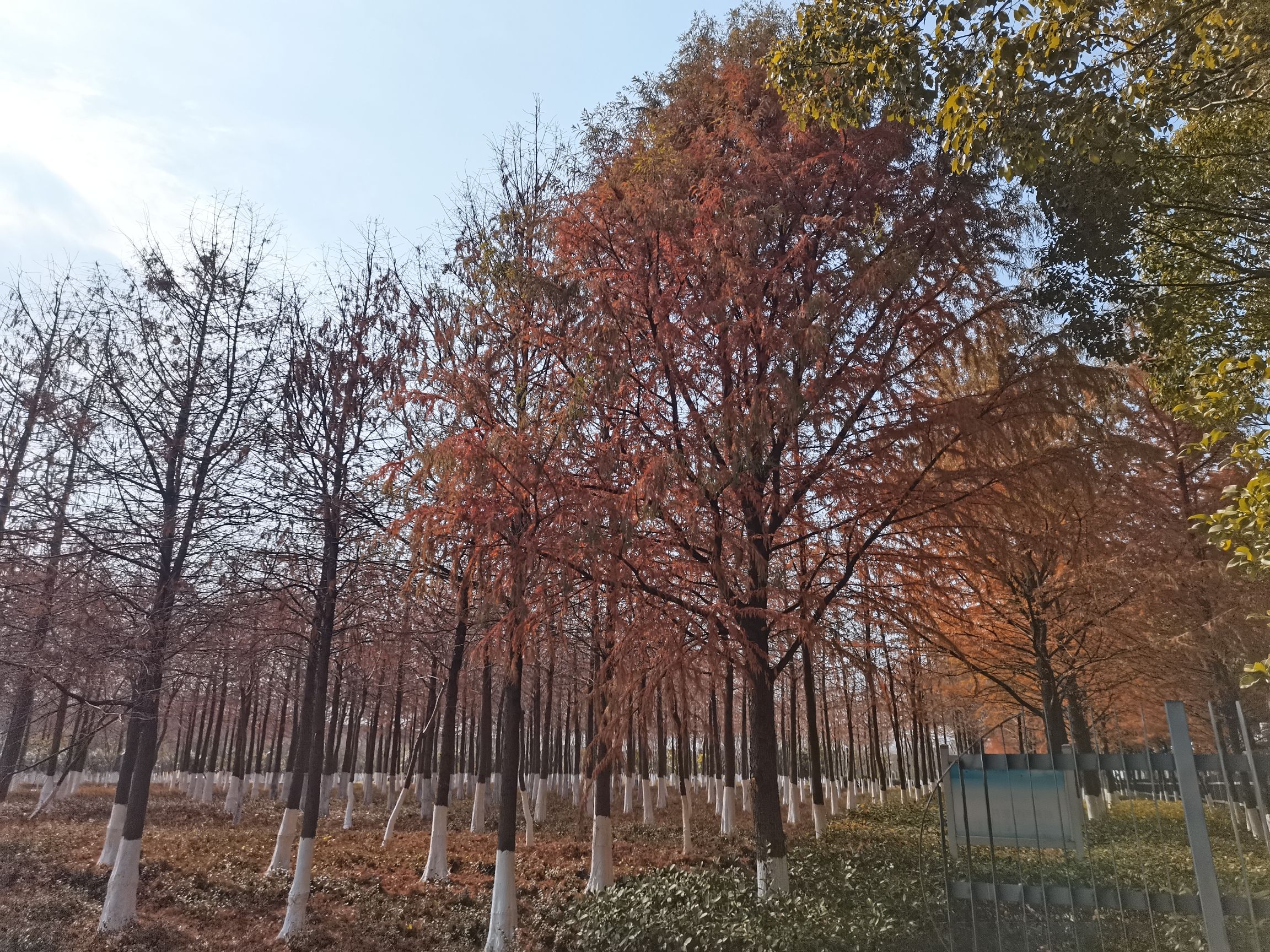 华隆公园旅行图片 3