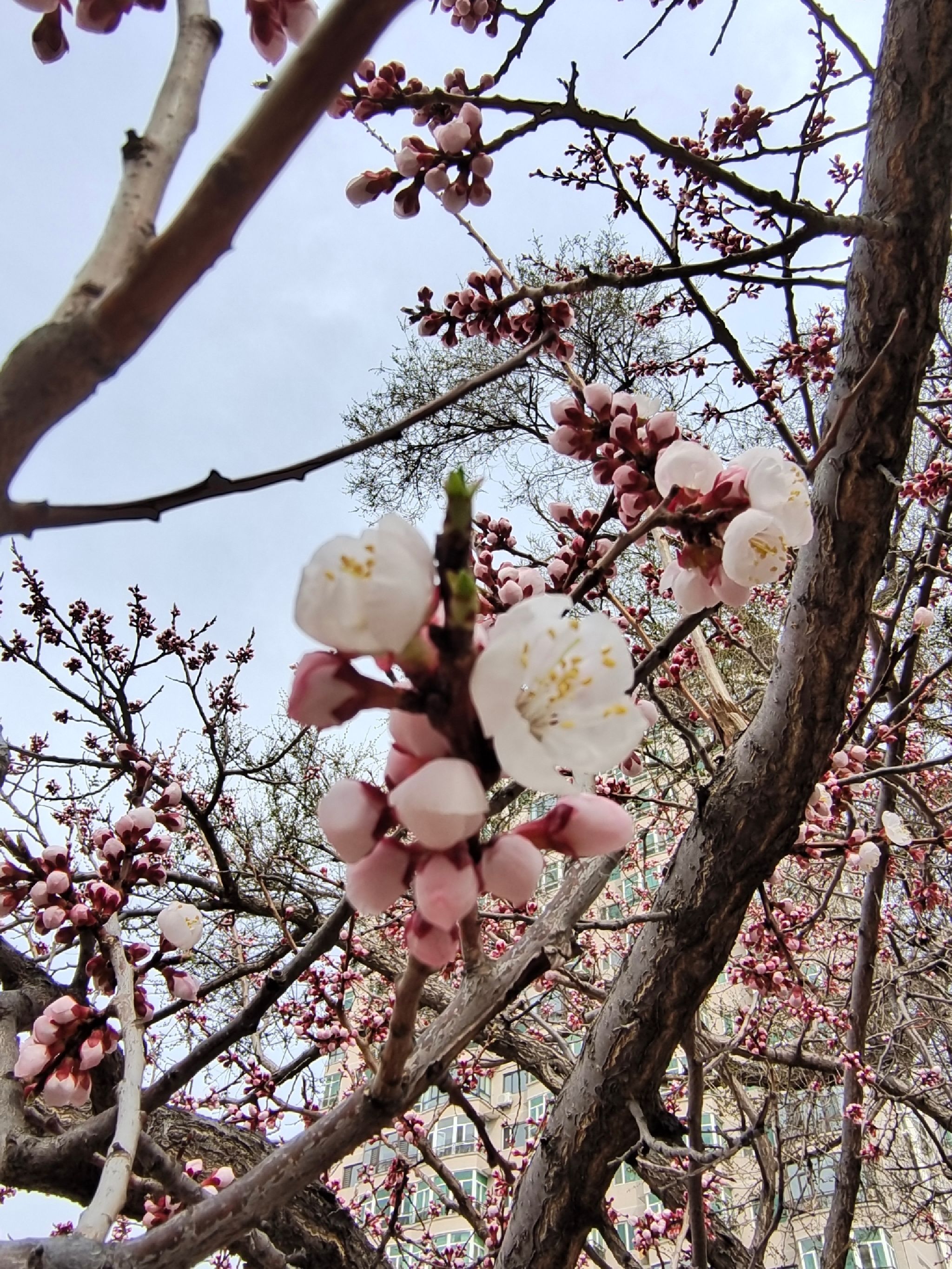 宁安市宁古塔字碑旅行图片 1