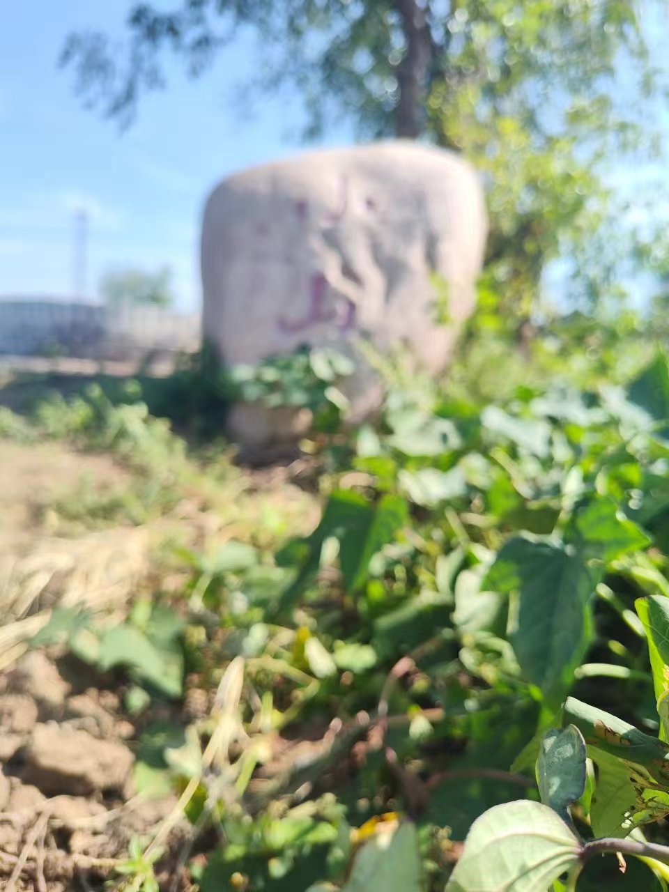 小山火山地质公园旅行图片 1