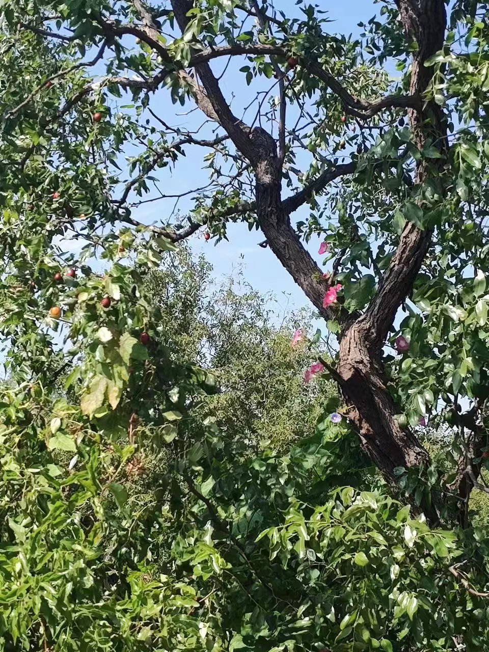 小山火山地质公园旅行图片 3