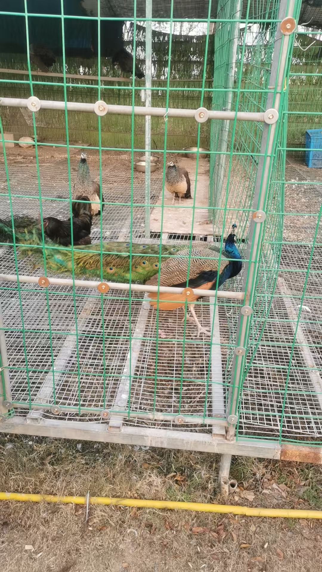 森山国草博览园旅行图片 3
