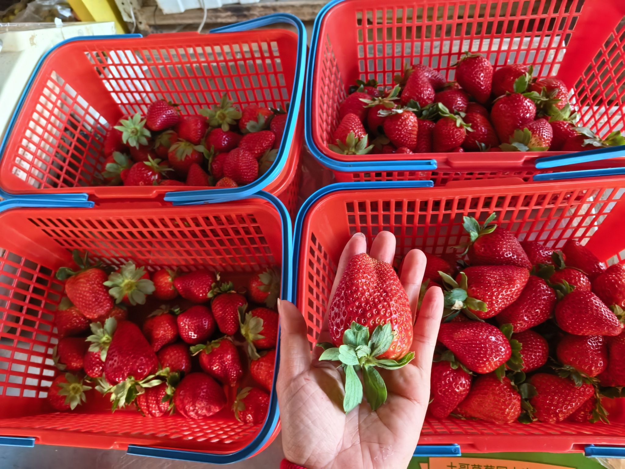 推荐场地-土哥草莓园光明园