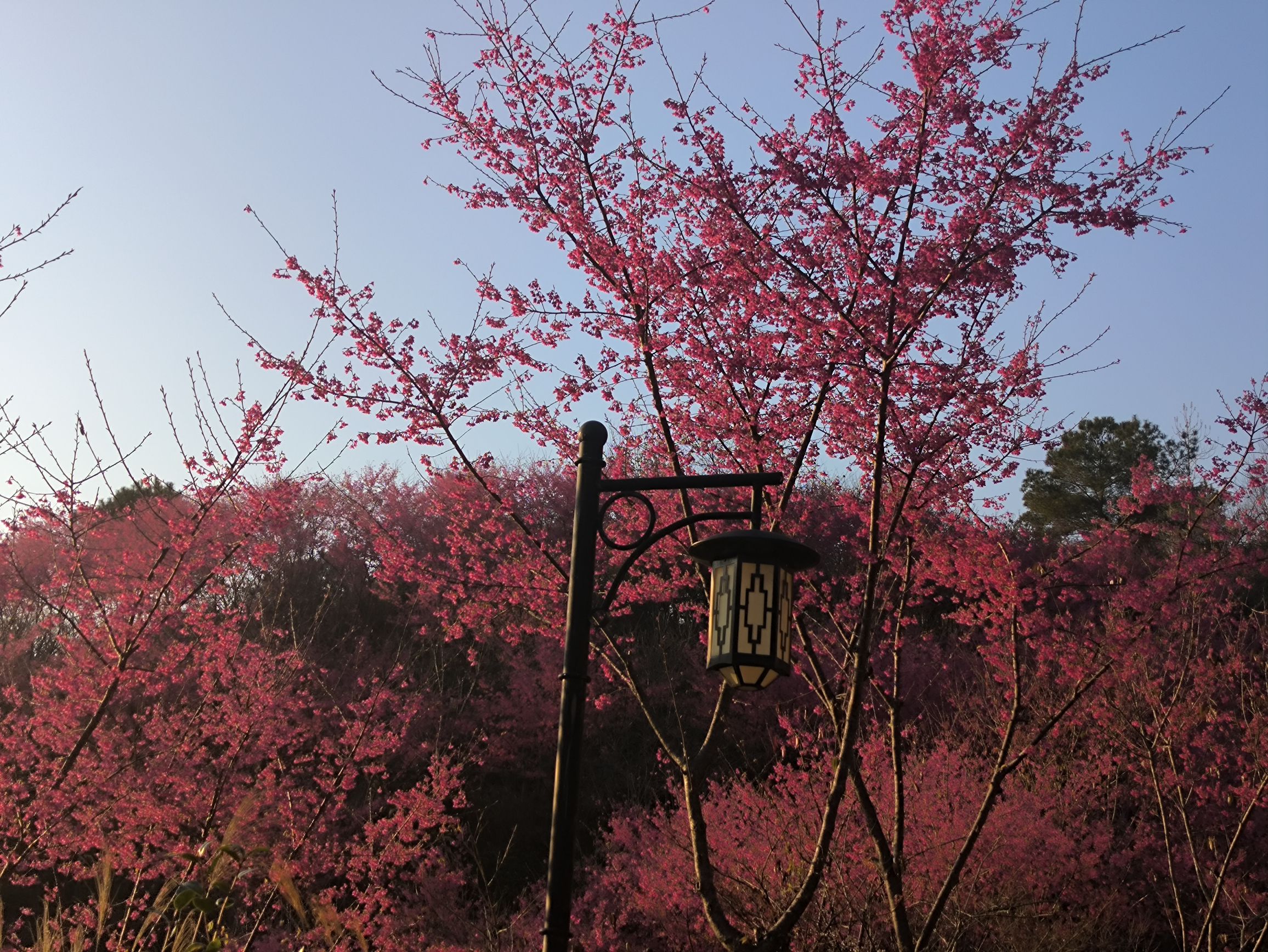 红叶公园旅行图片 2