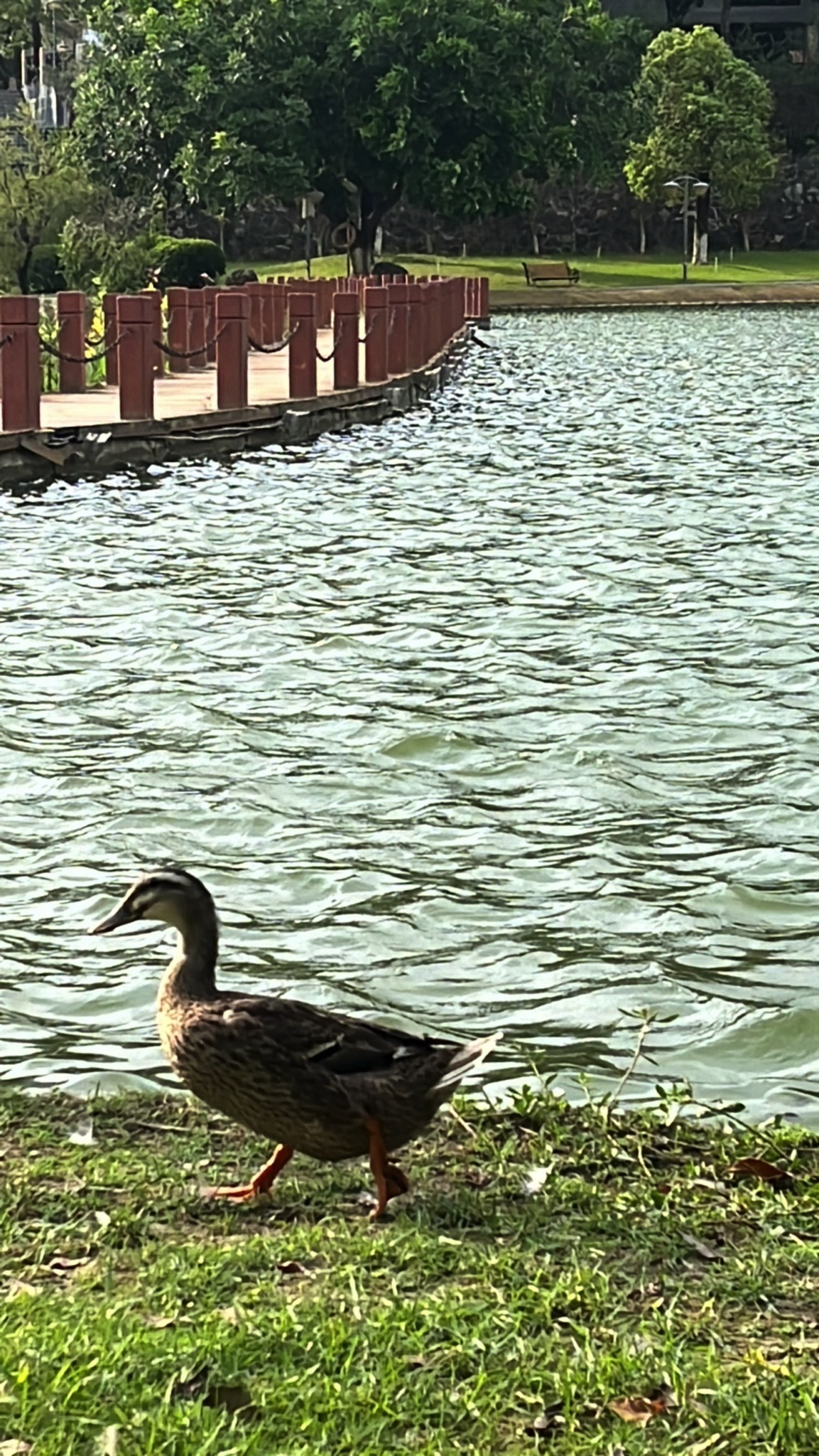 翰墨池旅行图片 1