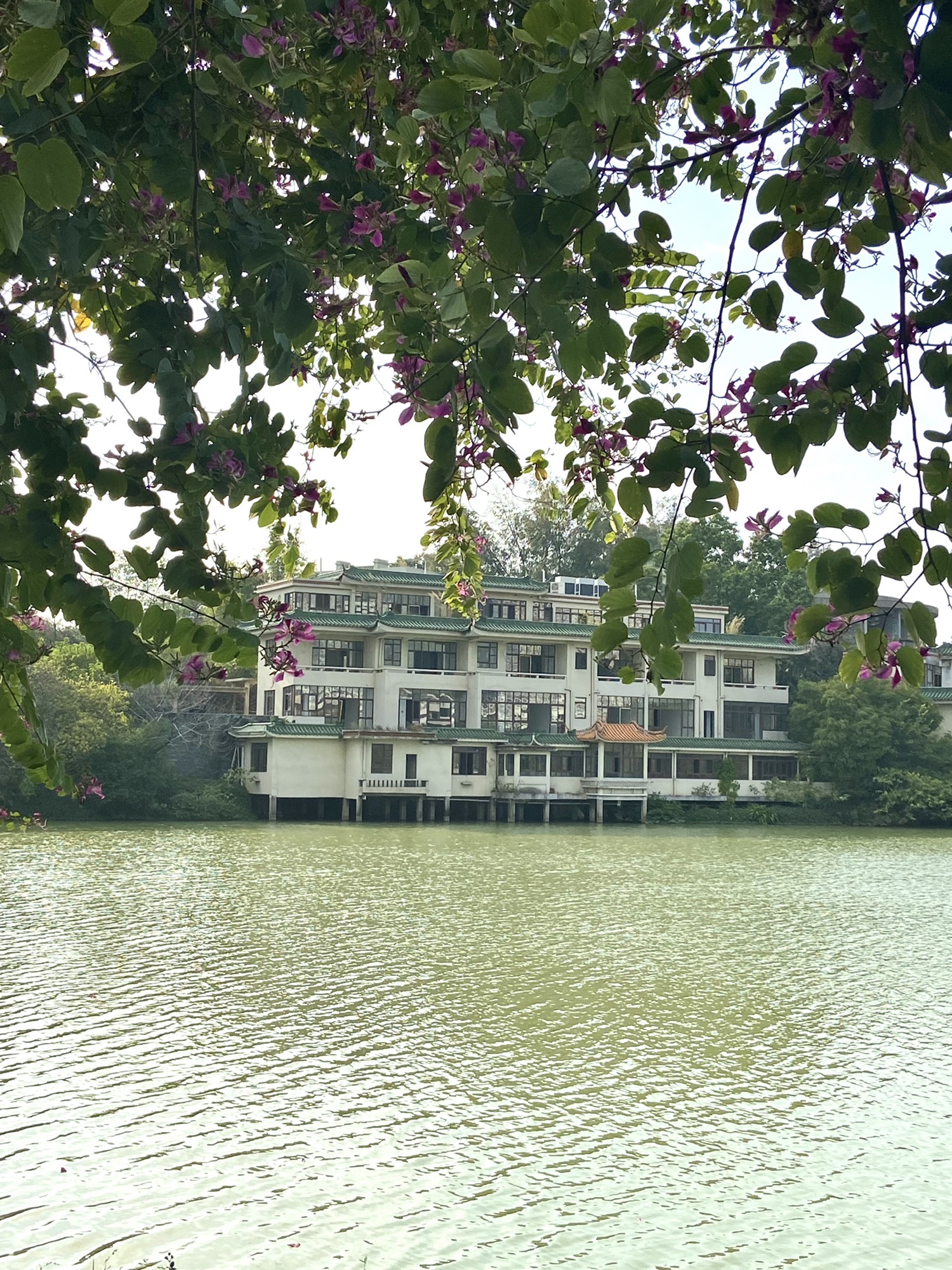 大榄岗长者公园旅行图片 3