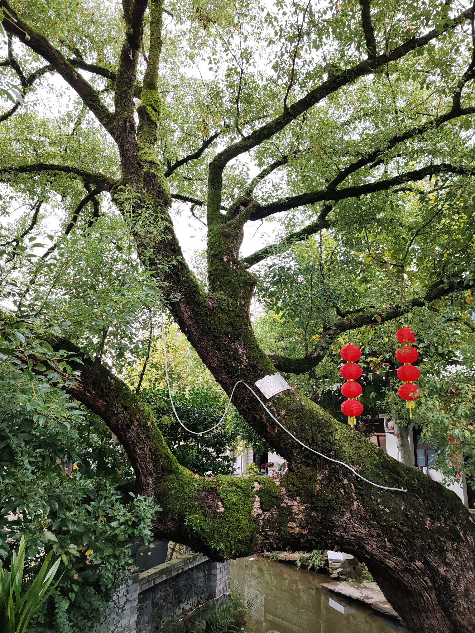 山下村景区旅行图片 1